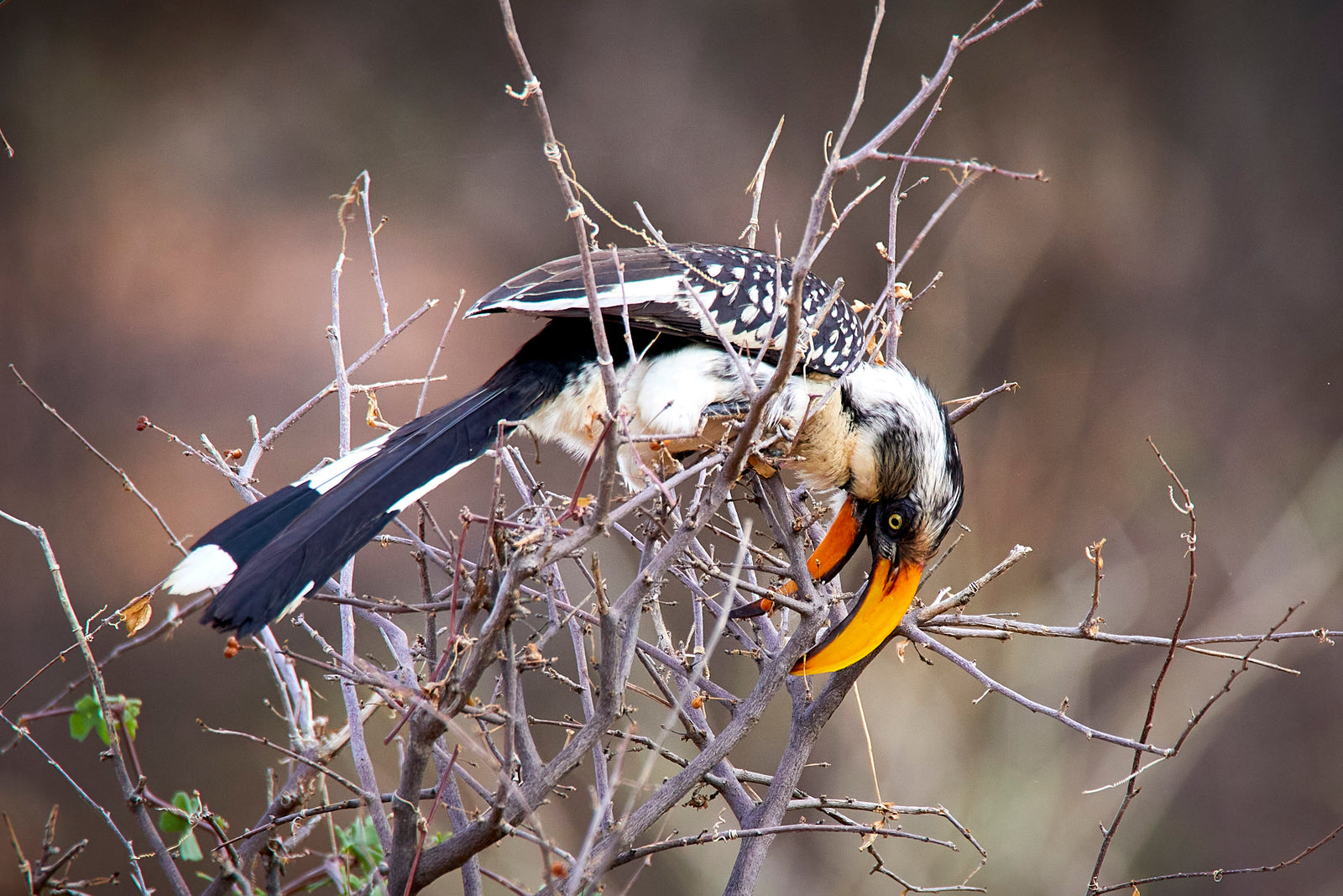 Eastern yellow-billed hornbill leaning down through bare branches foraging