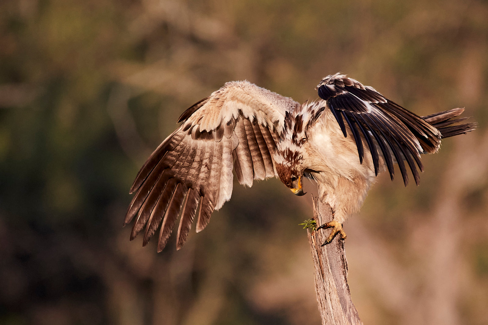 Tawny eagle landing on a post with wings fully spread, talons gripping
