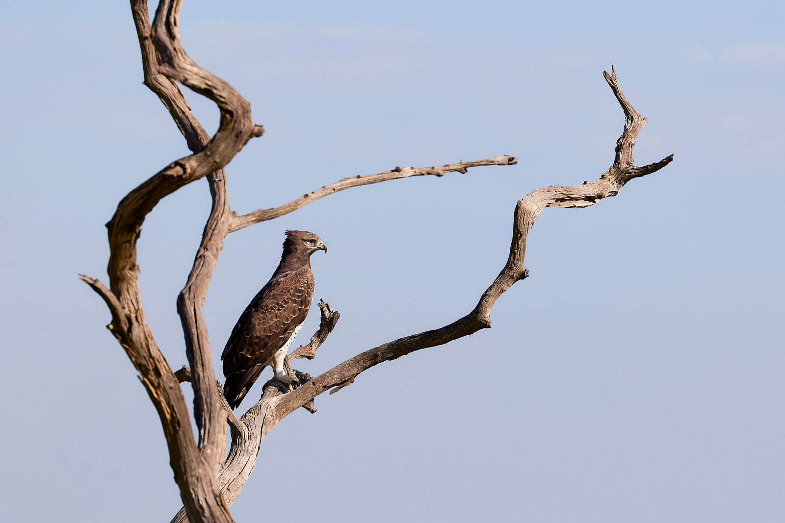 Martial eagle perched on a bare dead tree branch against a pale sky