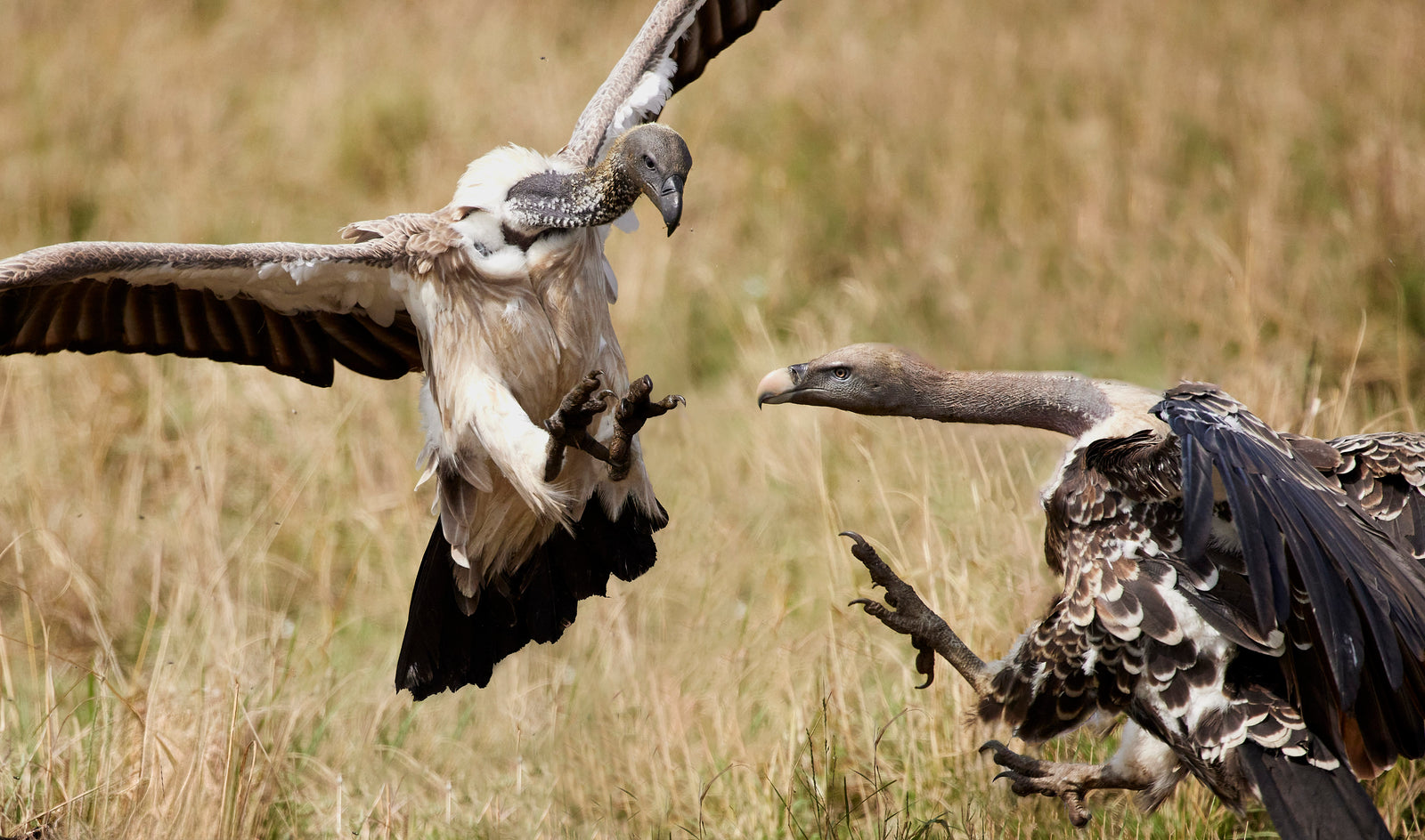 Two vultures fighting mid-air, talons extended, wings spread wide over grassland
