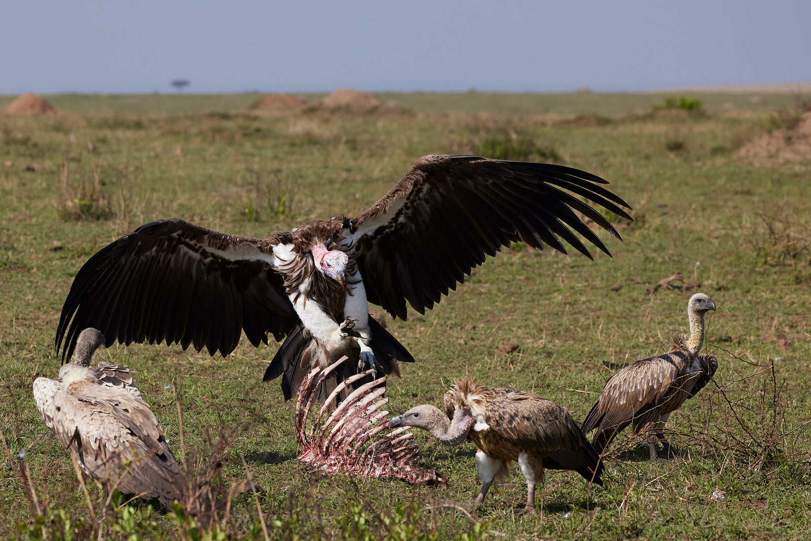 Lappet-faced vulture with wings spread over a carcass, other vultures nearby on open savanna