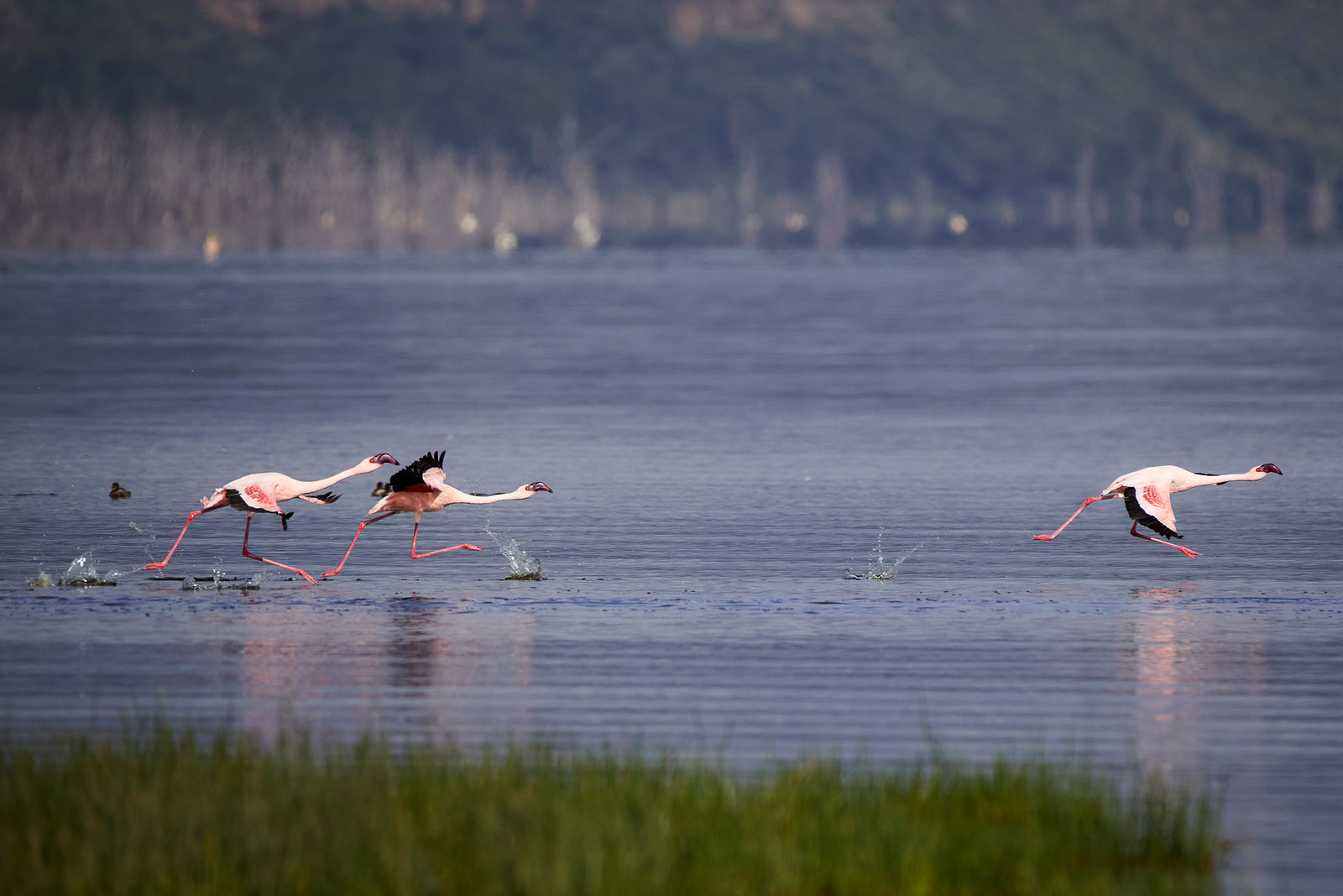Three flamingos running across shallow lake water, taking off in sequence