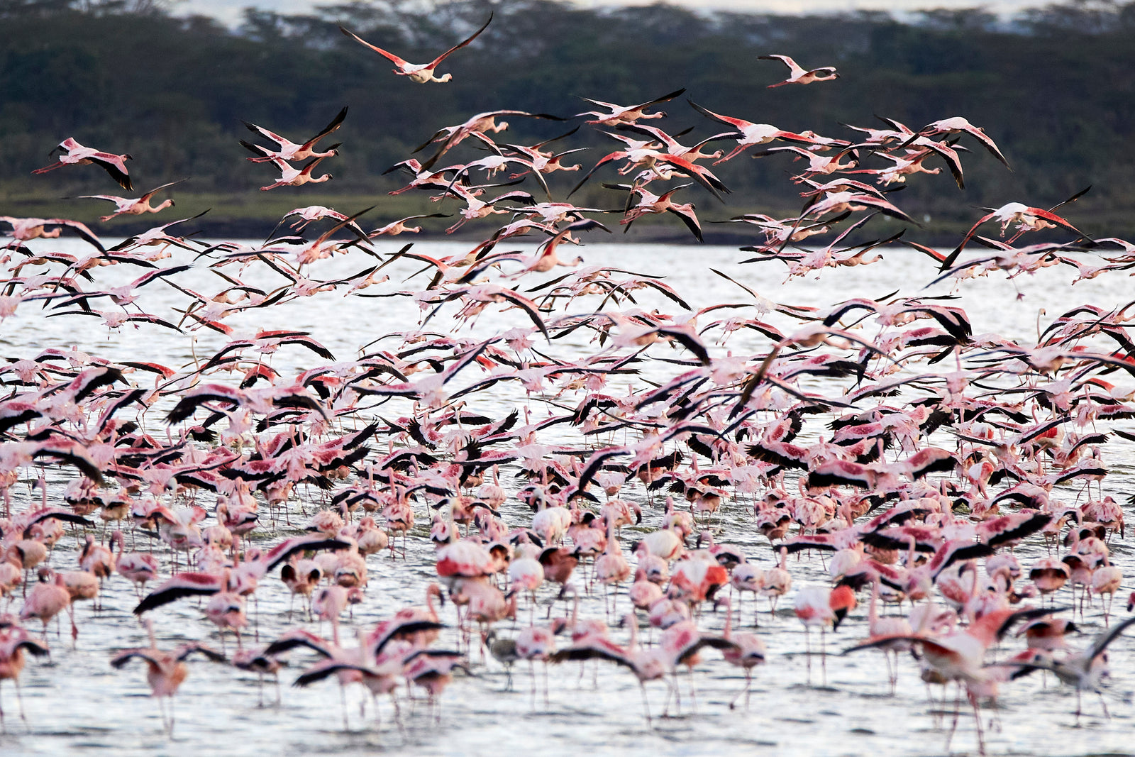 Vast flock of flamingos on a lake, hundreds standing and taking flight