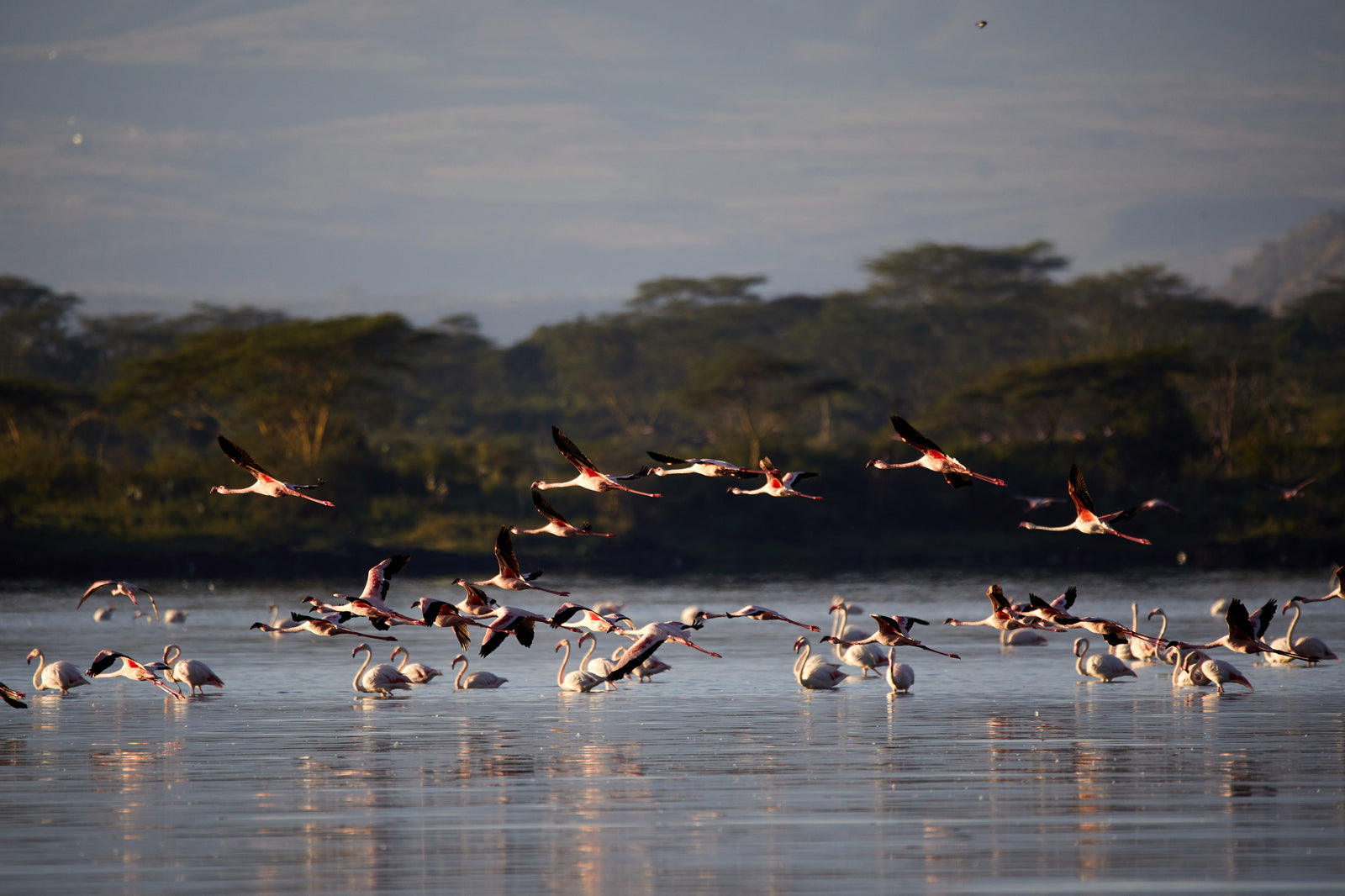 Flamingos in flight over a lake at dusk, trees silhouetted in the background