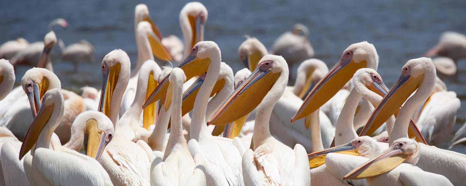 Dense group of great white pelicans gathered at the water's edge, long bills prominent