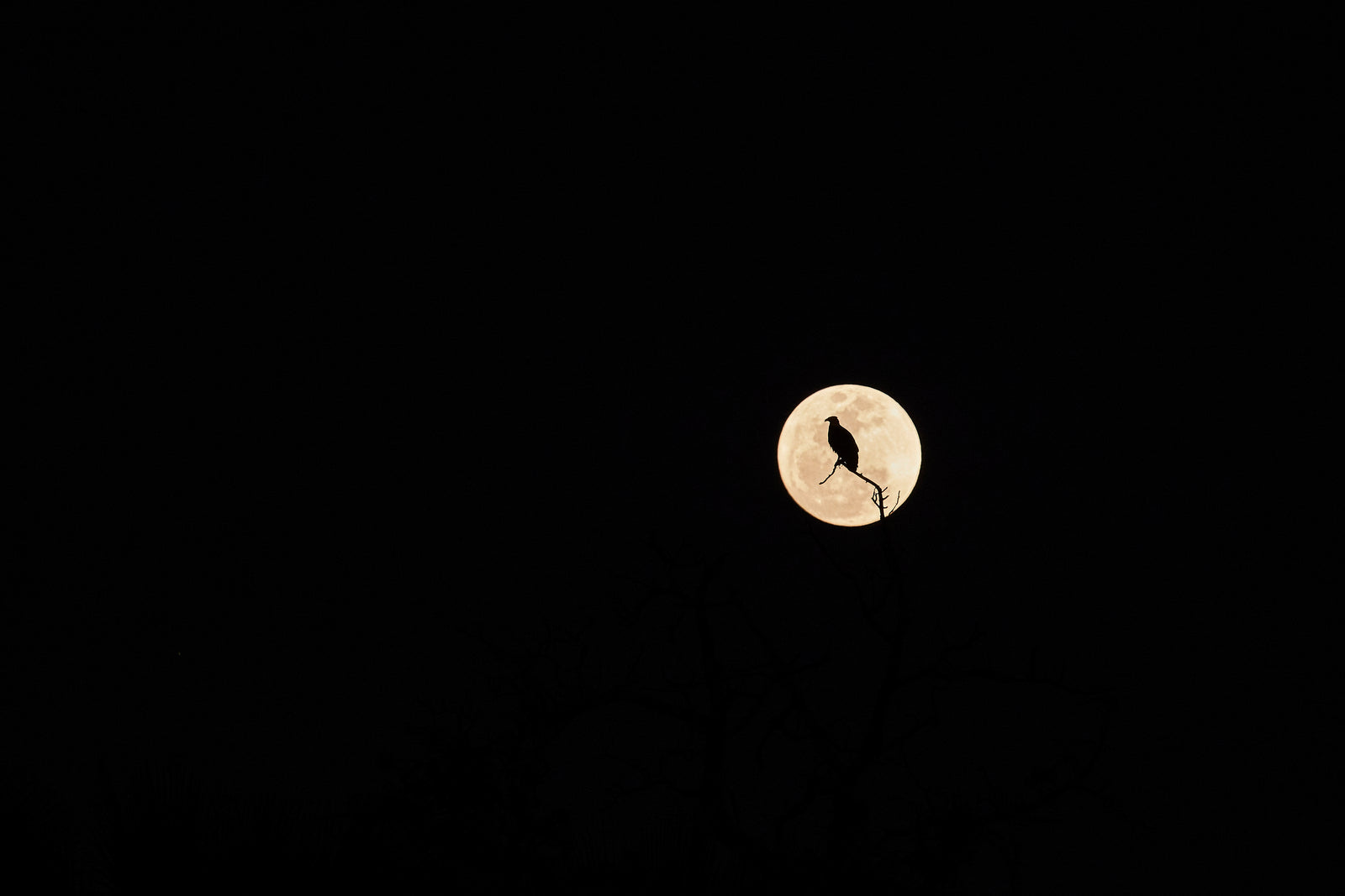 Bird silhouetted on a branch against a full moon in a black night sky