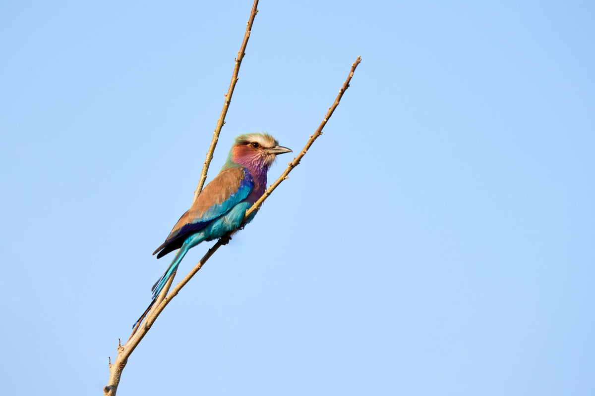 Birds