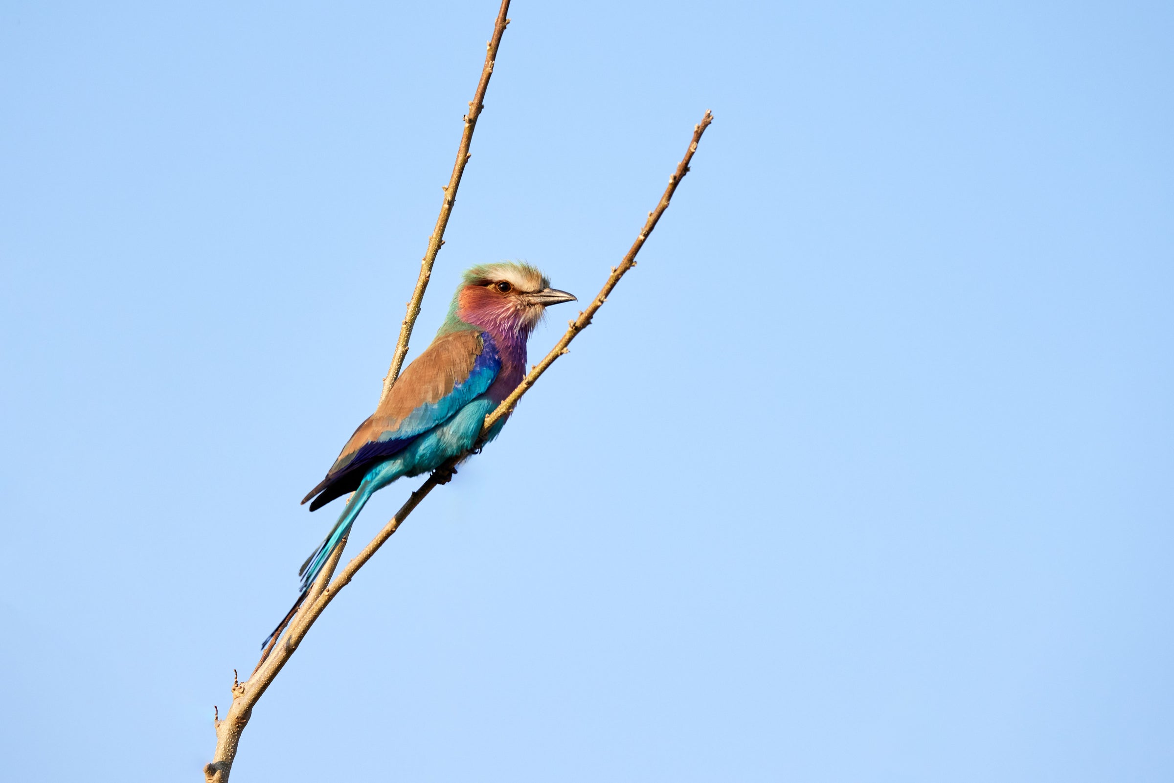 Birds