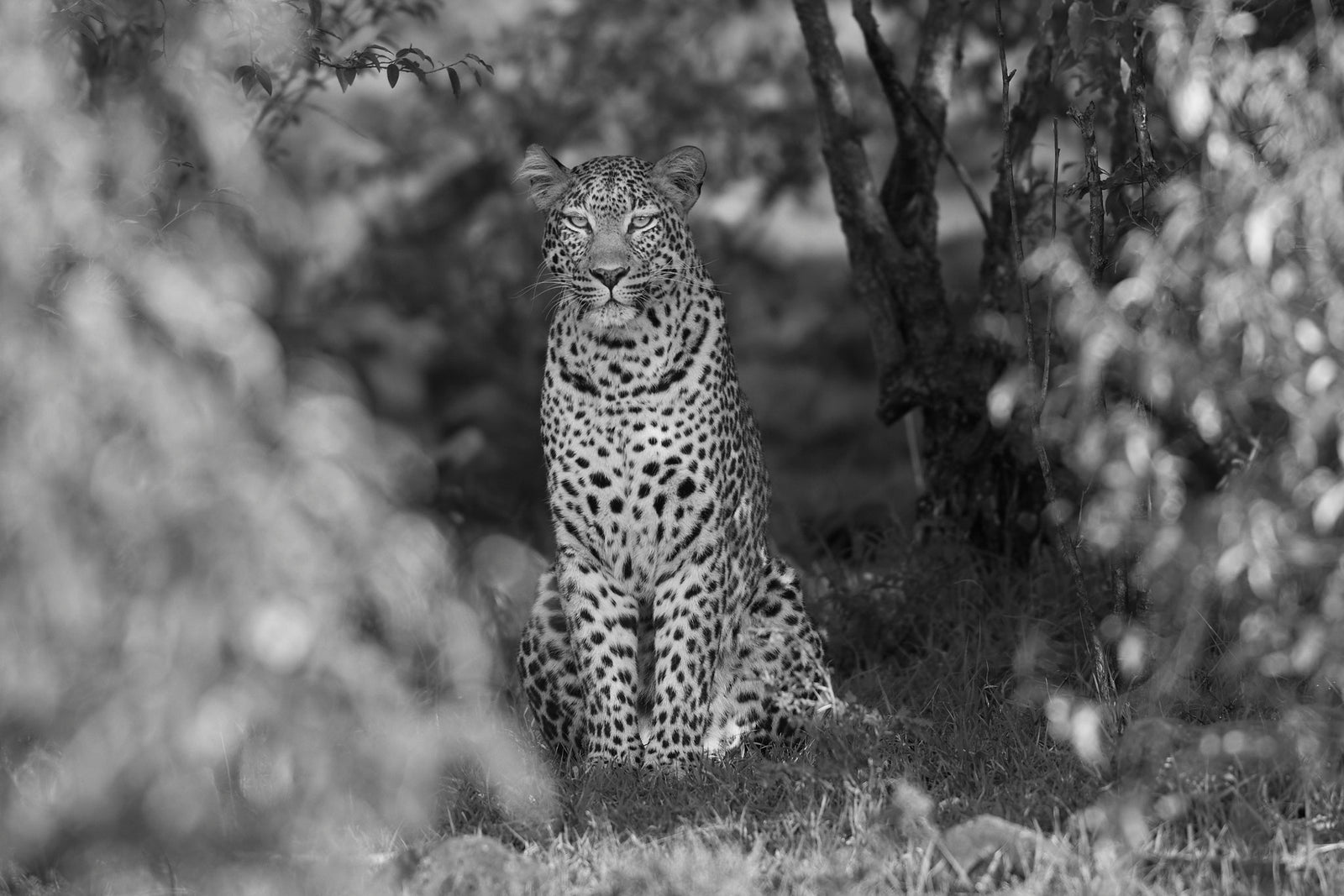 Leopard sitting upright in dappled shade beneath bushes, looking directly at camera, black and white