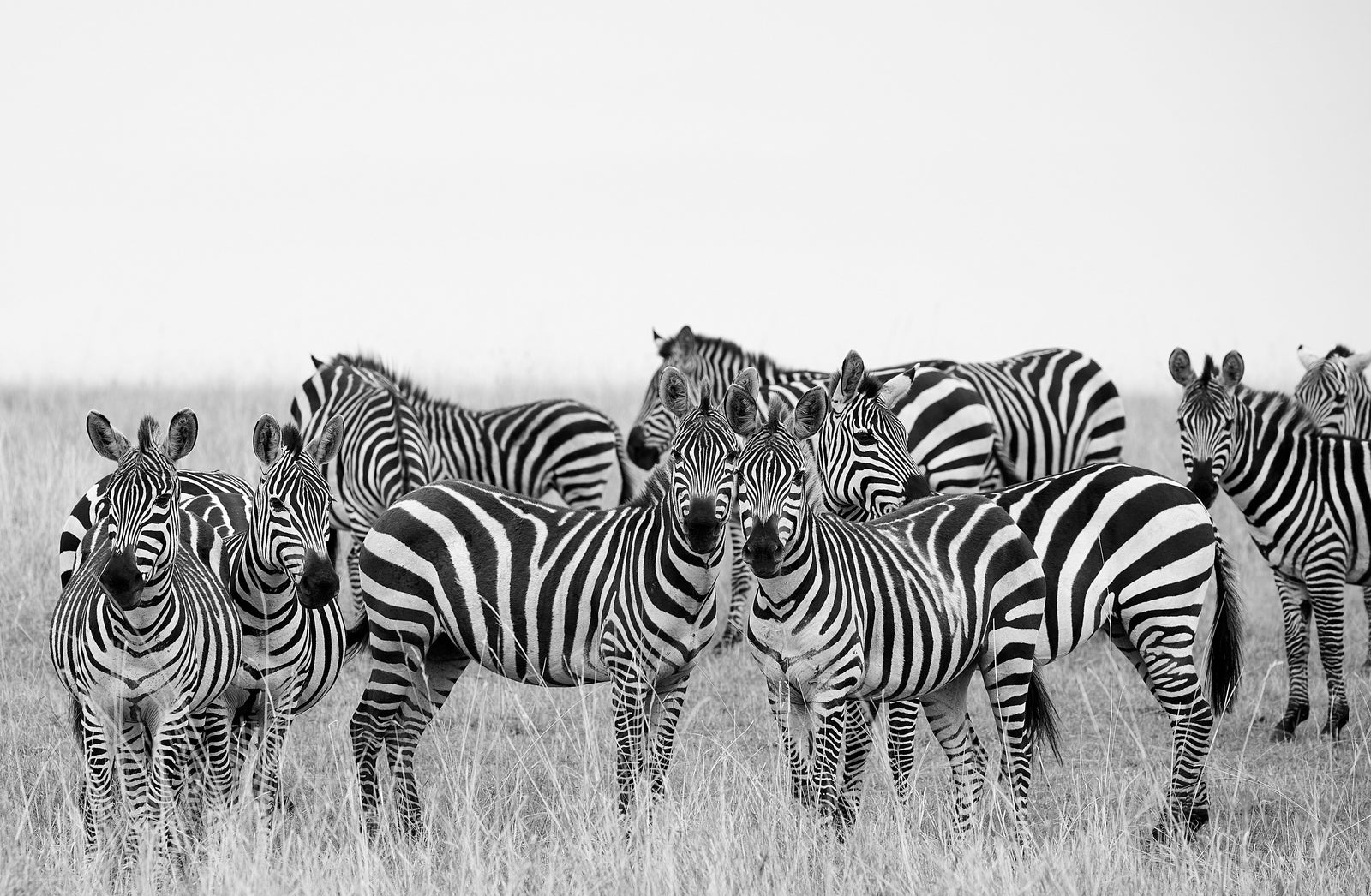 Herd of zebras standing together facing the camera in open grassland, high-key black and white