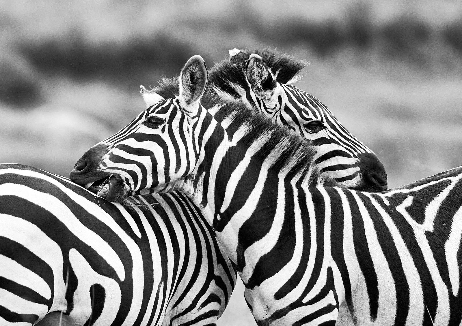Two zebras resting their heads on each other's backs, close-up in black and white