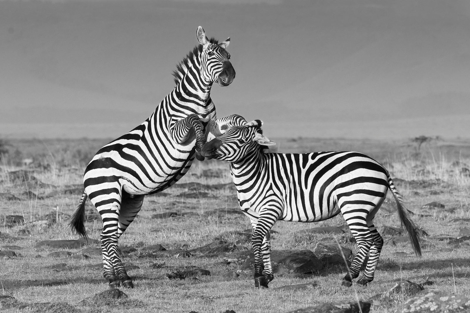 Two zebras rearing up and fighting, one biting the other's neck, dramatic black and white