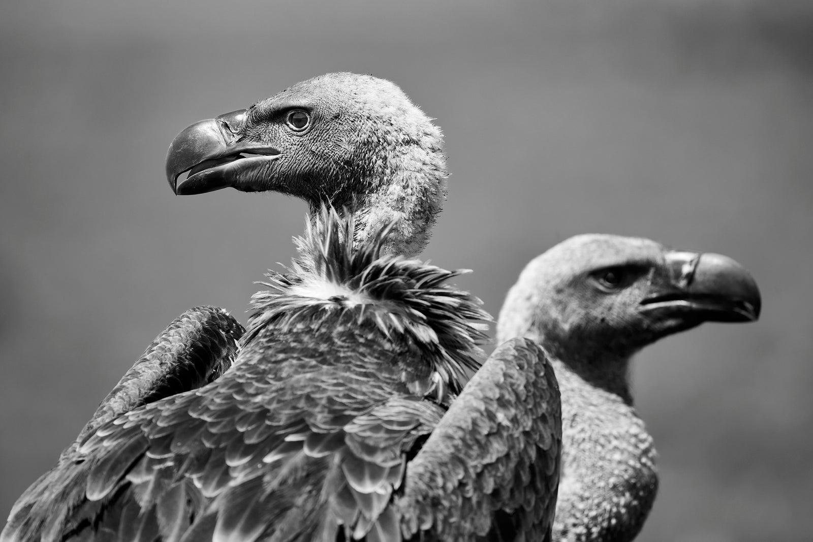 Close-up portrait of two vultures side by side, ruffled neck feathers and hooked beaks, black and white