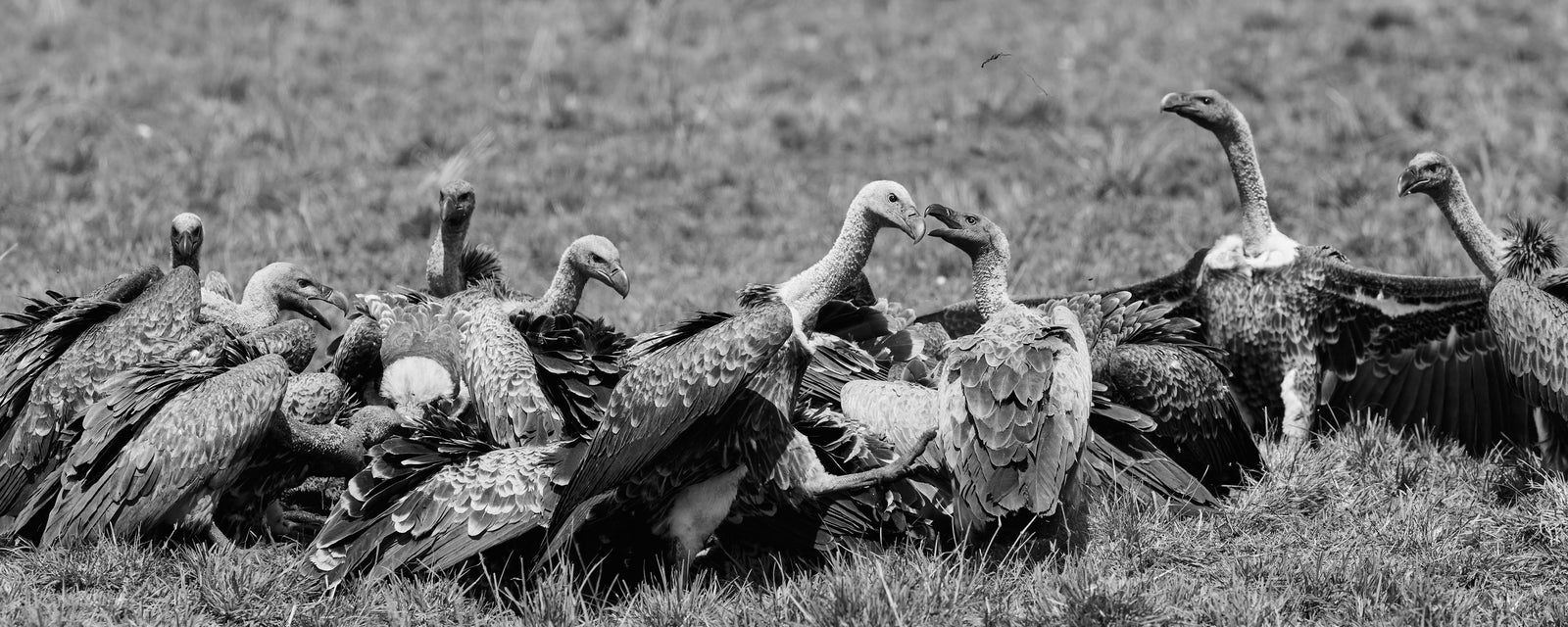 Group of vultures crowding around a carcass on open grassland, wings spread, panoramic black and white