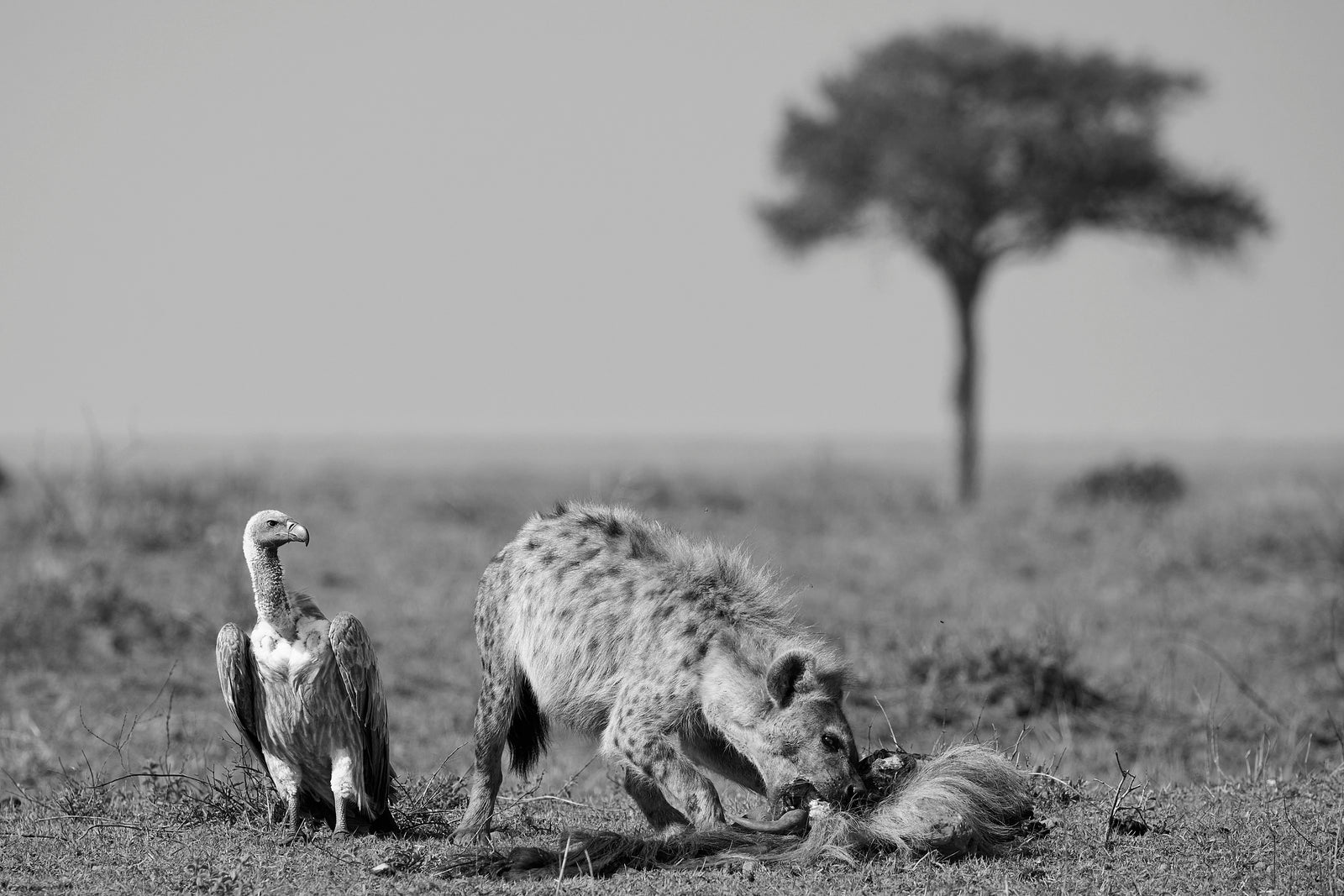 Spotted hyena feeding on a wildebeest carcass with a vulture standing nearby, lone acacia tree behind, black and white