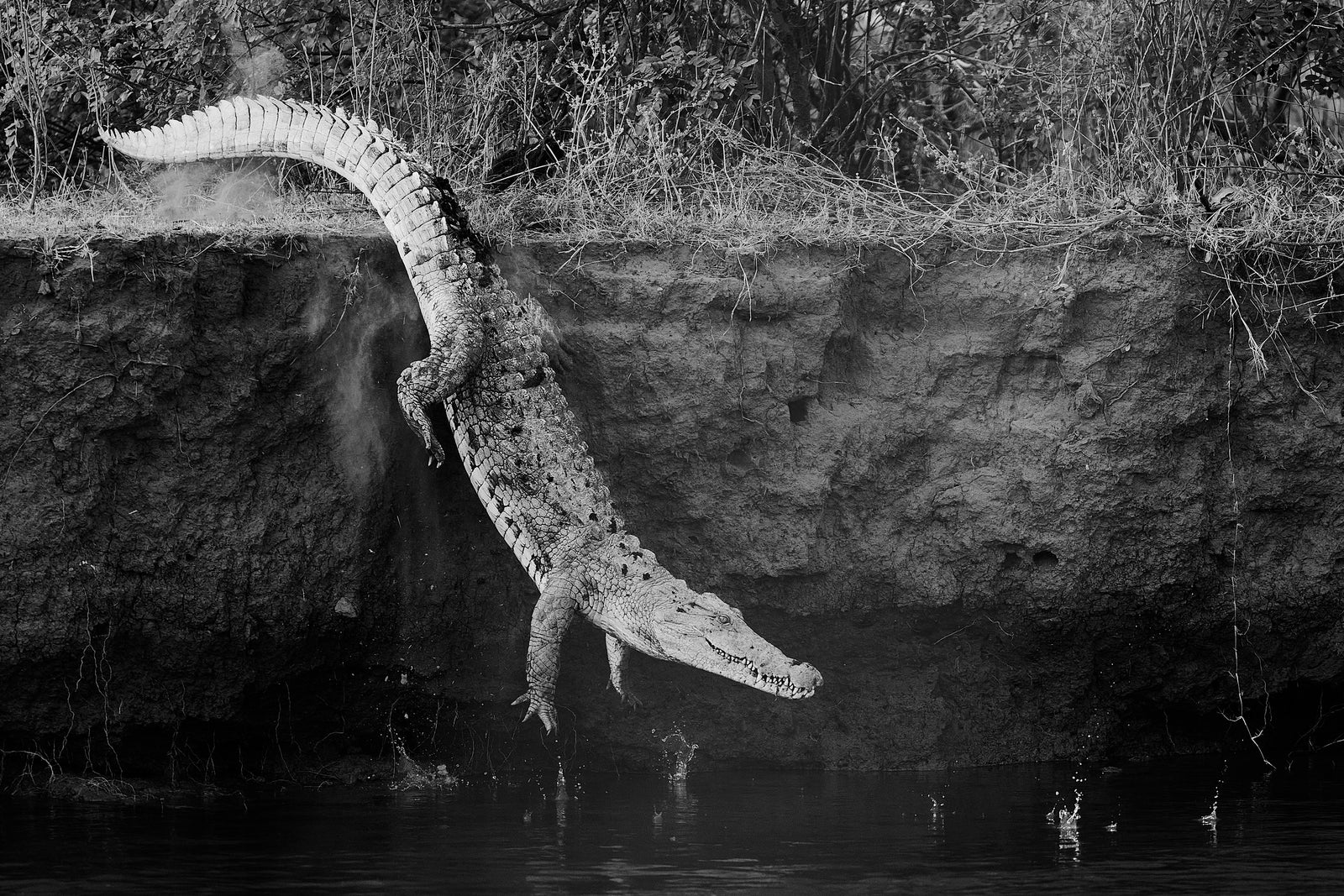 Nile crocodile sliding down a muddy riverbank into dark water, tail raised, black and white