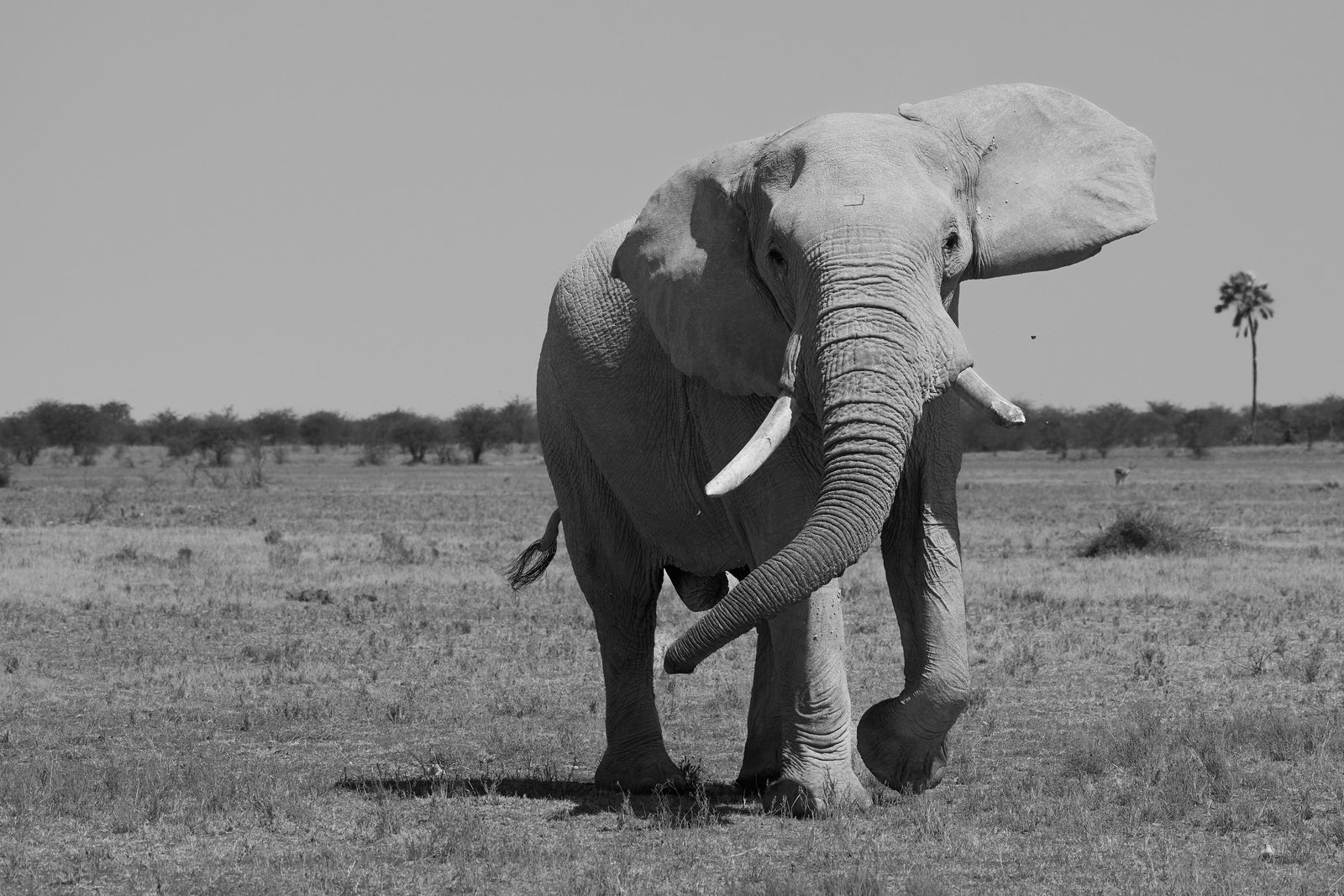 Bull elephant walking head-on across open plains, tusks and trunk prominent, black and white