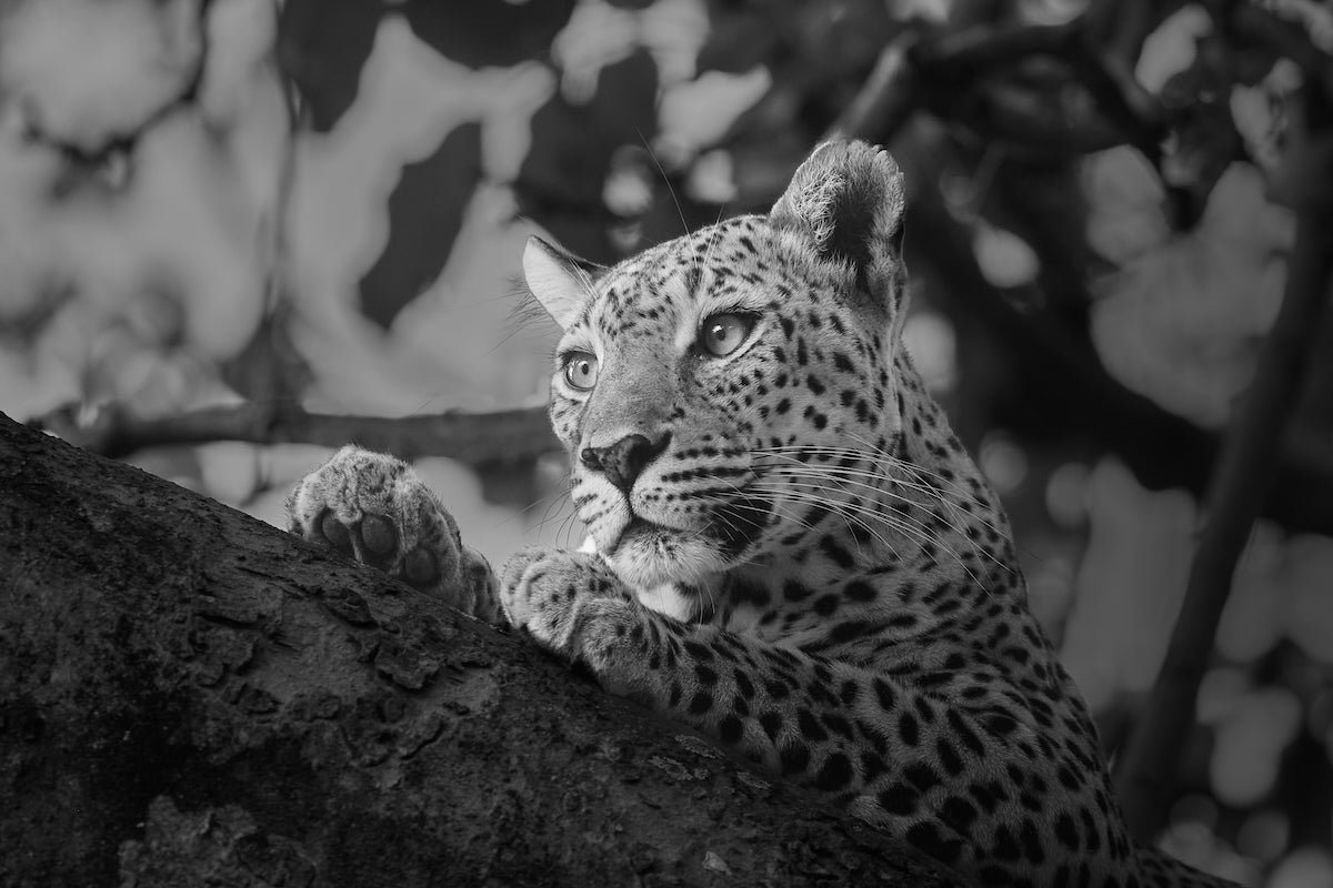 Black and White