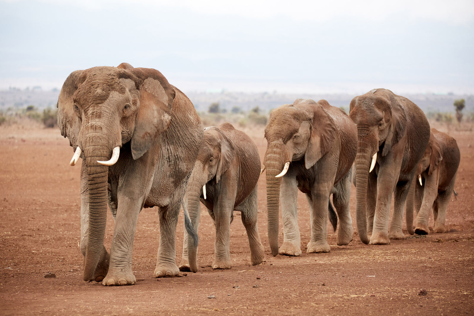 Herd of elephants walking in a line towards the camera on red earth
