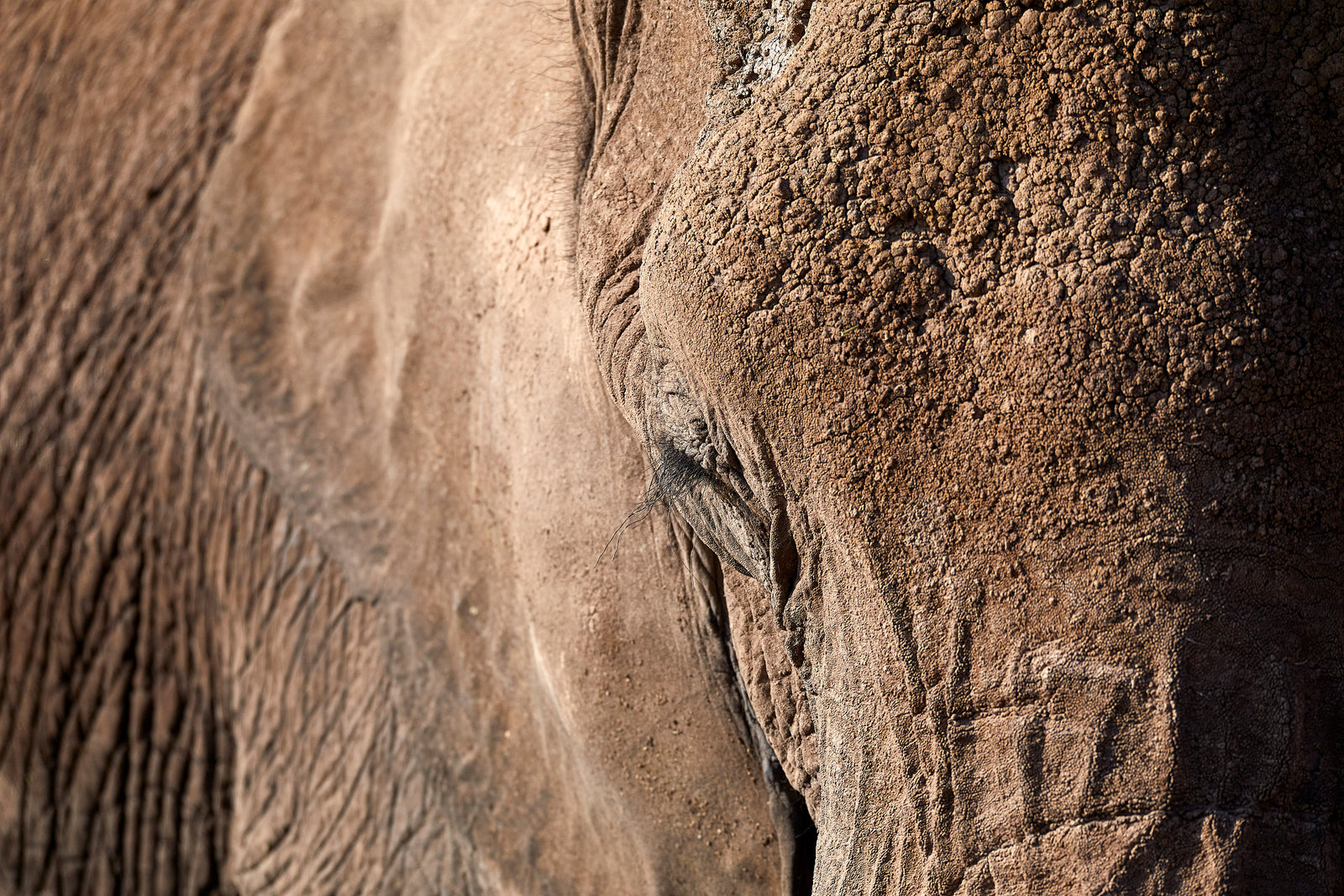 Close-up of elephant skin texture and closed eye in warm sidelight