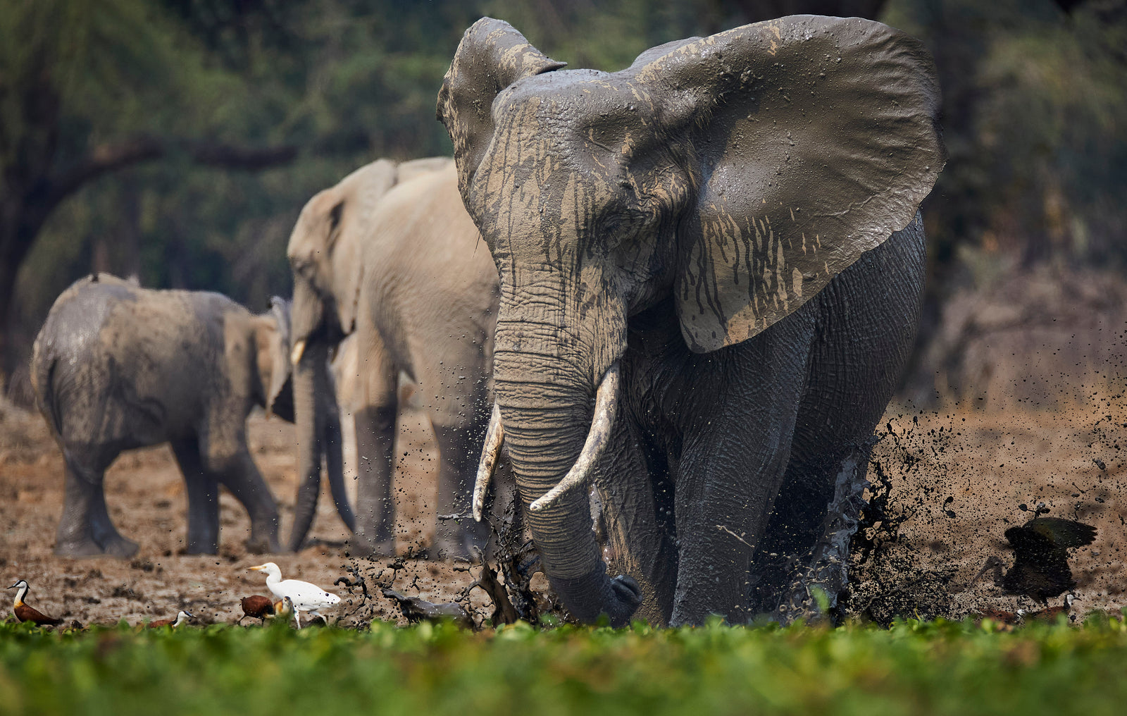 Bull elephant splashing through mud with egrets nearby, herd in background
