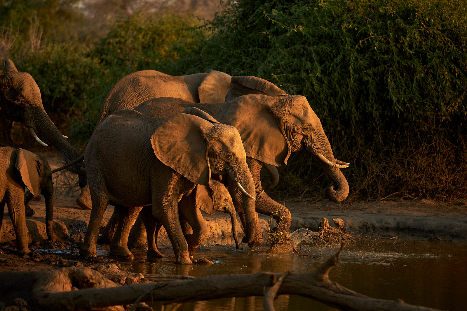 Elephant family drinking at a waterhole in golden late-afternoon light