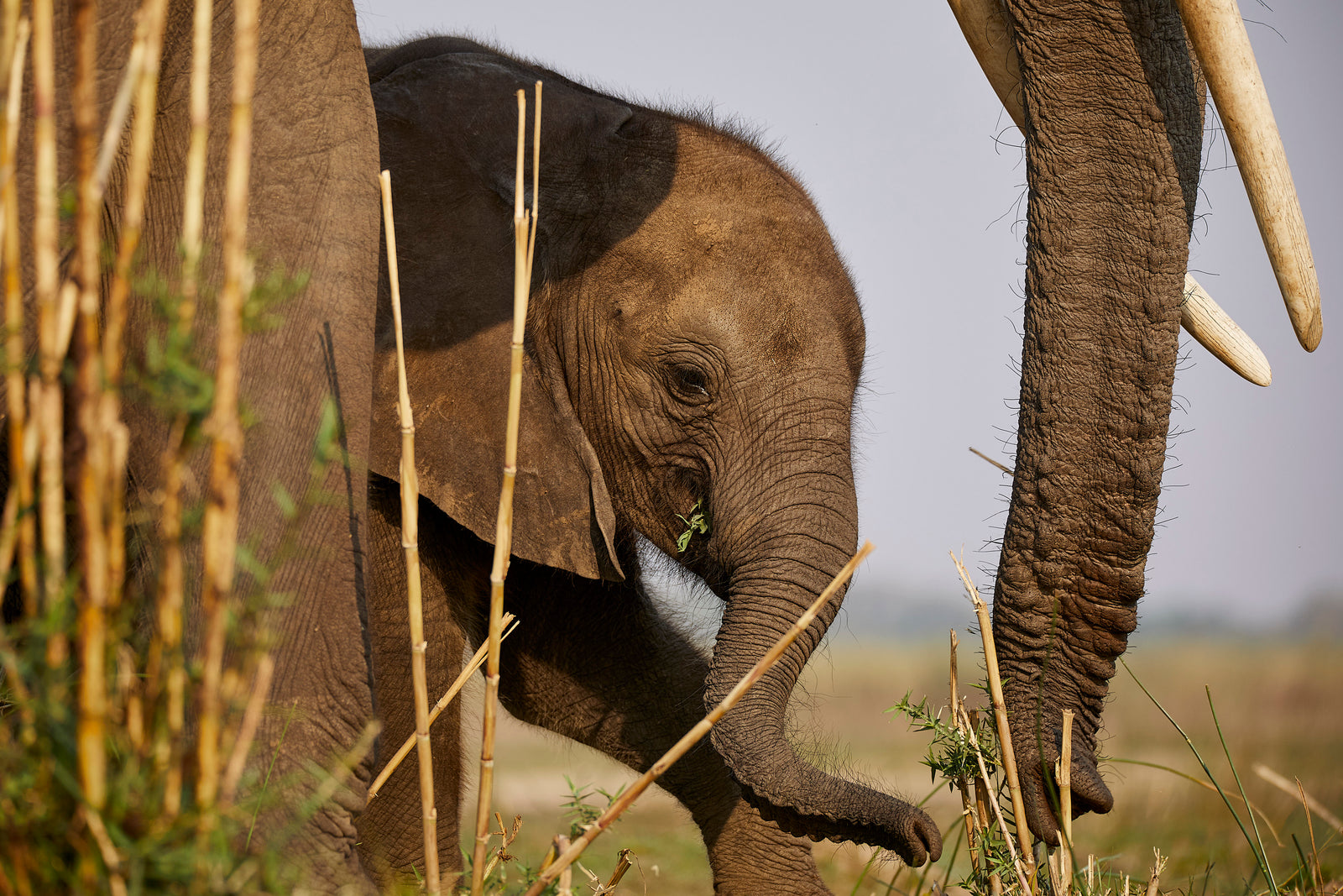 Young calf sheltering beside its mother's legs, reaching its trunk through tall grass