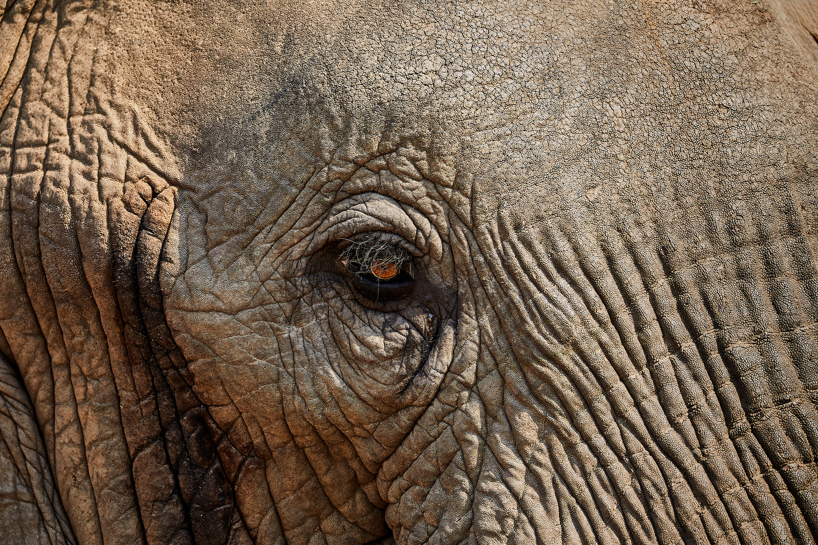 Extreme close-up of an elephant's eye surrounded by deep wrinkled skin