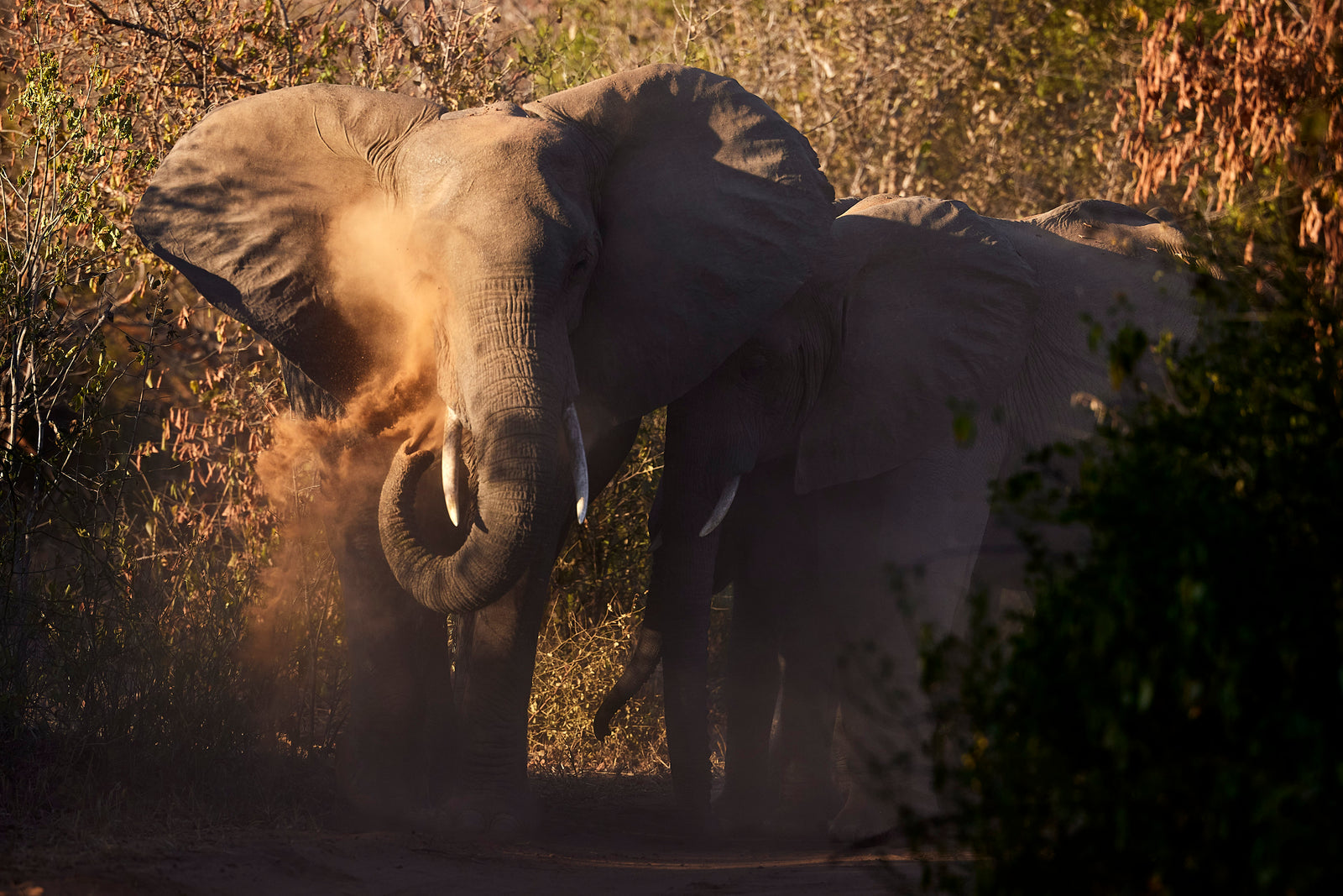 Elephant throwing dust over its back with trunk, backlit in golden hour