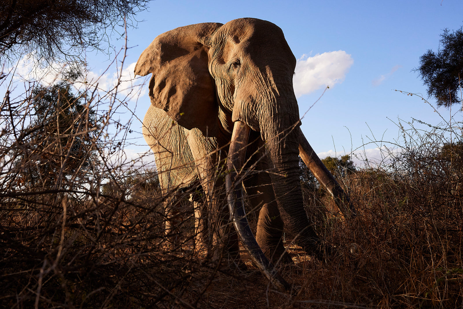 Low-angle view of a large bull elephant emerging through dry brush against blue sky