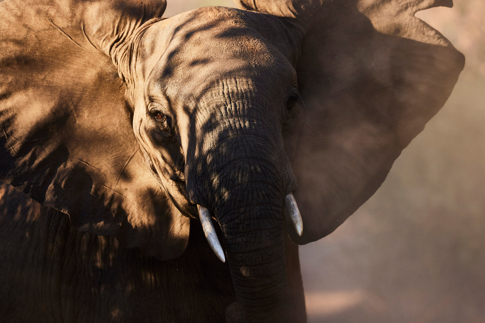 Close-up portrait of an elephant with ears spread wide, surrounded by dust