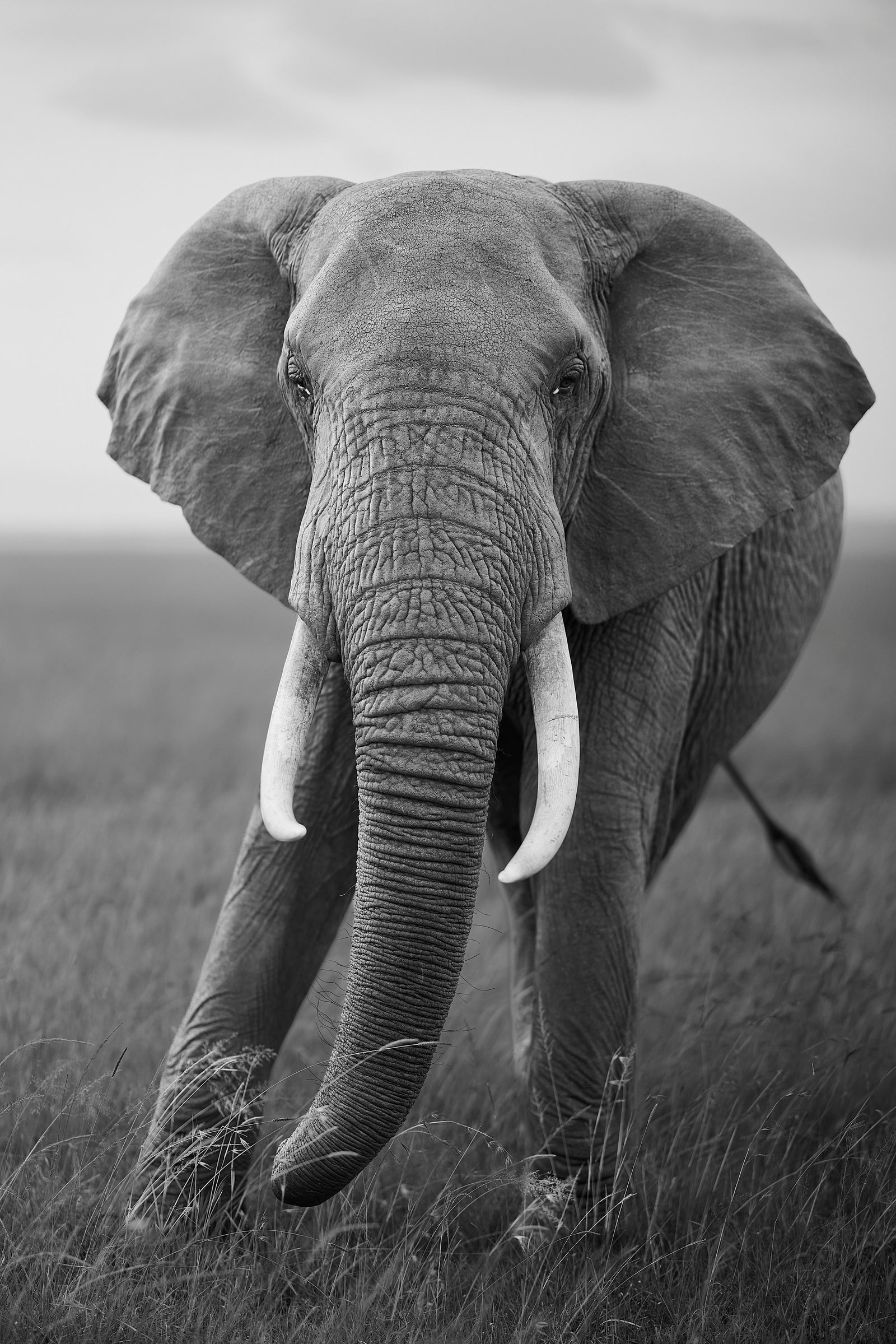 Bull elephant standing head-on in black and white, tusks and trunk prominent