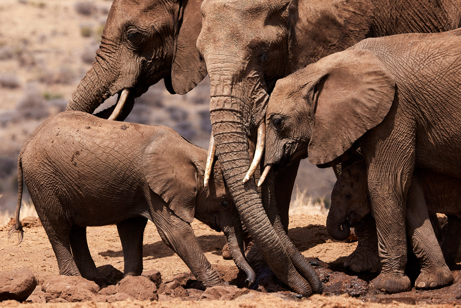 Adult elephants guiding a calf across dry ground, trunks lowered protectively