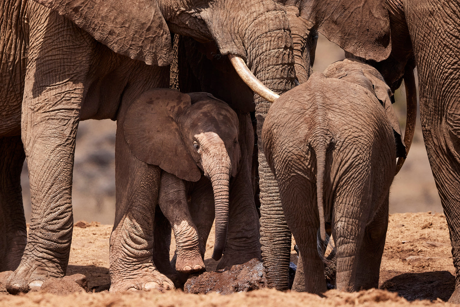 Small calf walking beneath the legs of two adults at a dusty waterhole