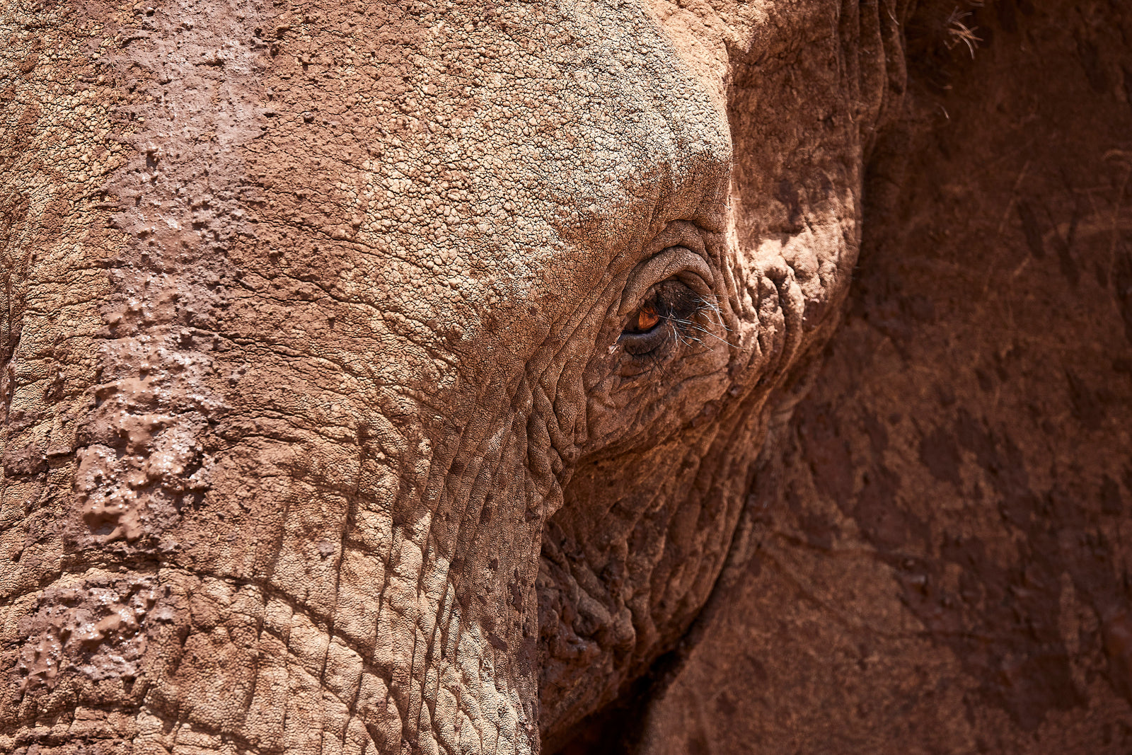 Close-up of an elephant's eye peering from behind textured, mud-caked skin
