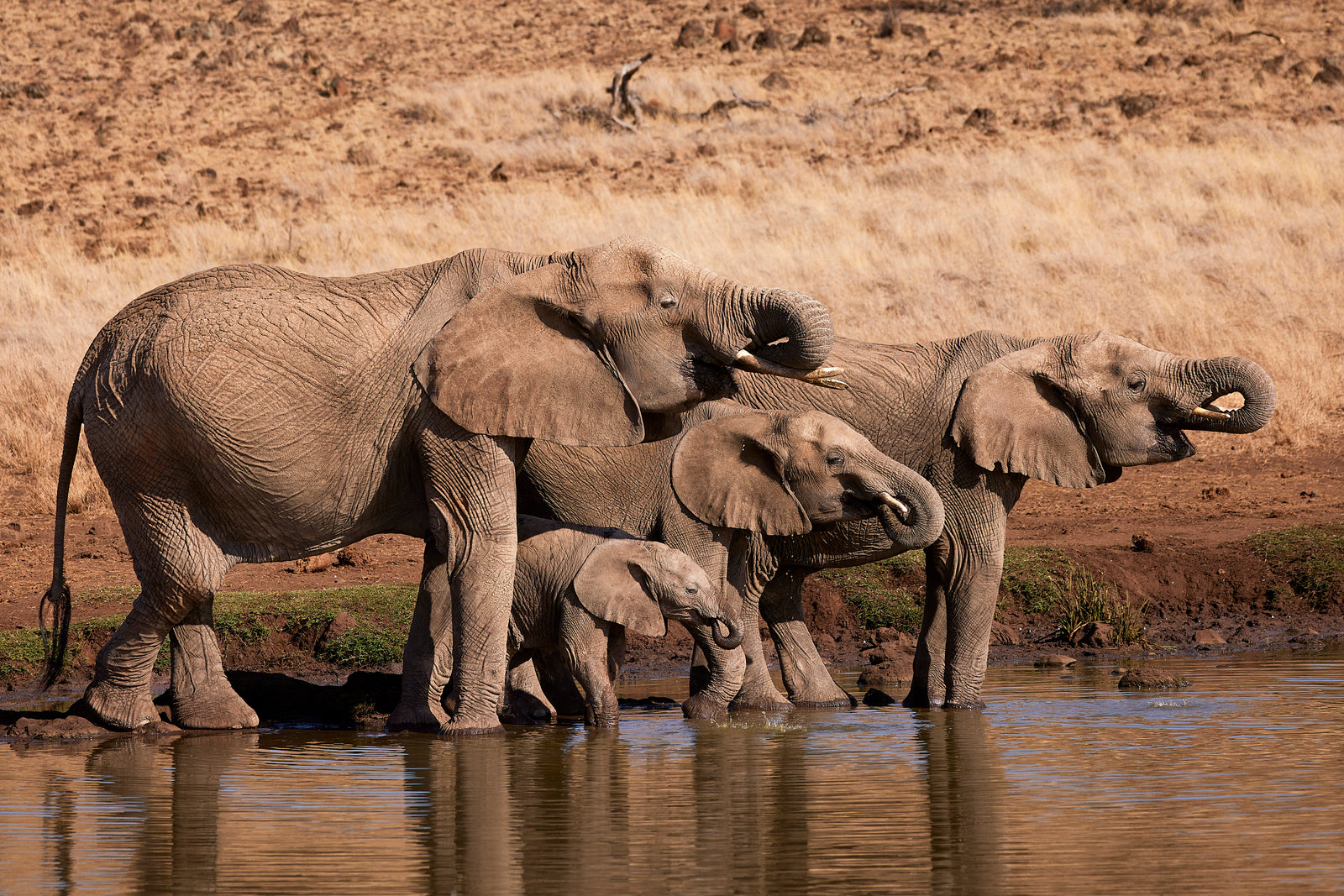 Elephant family with calves drinking together at a waterhole in soft afternoon light