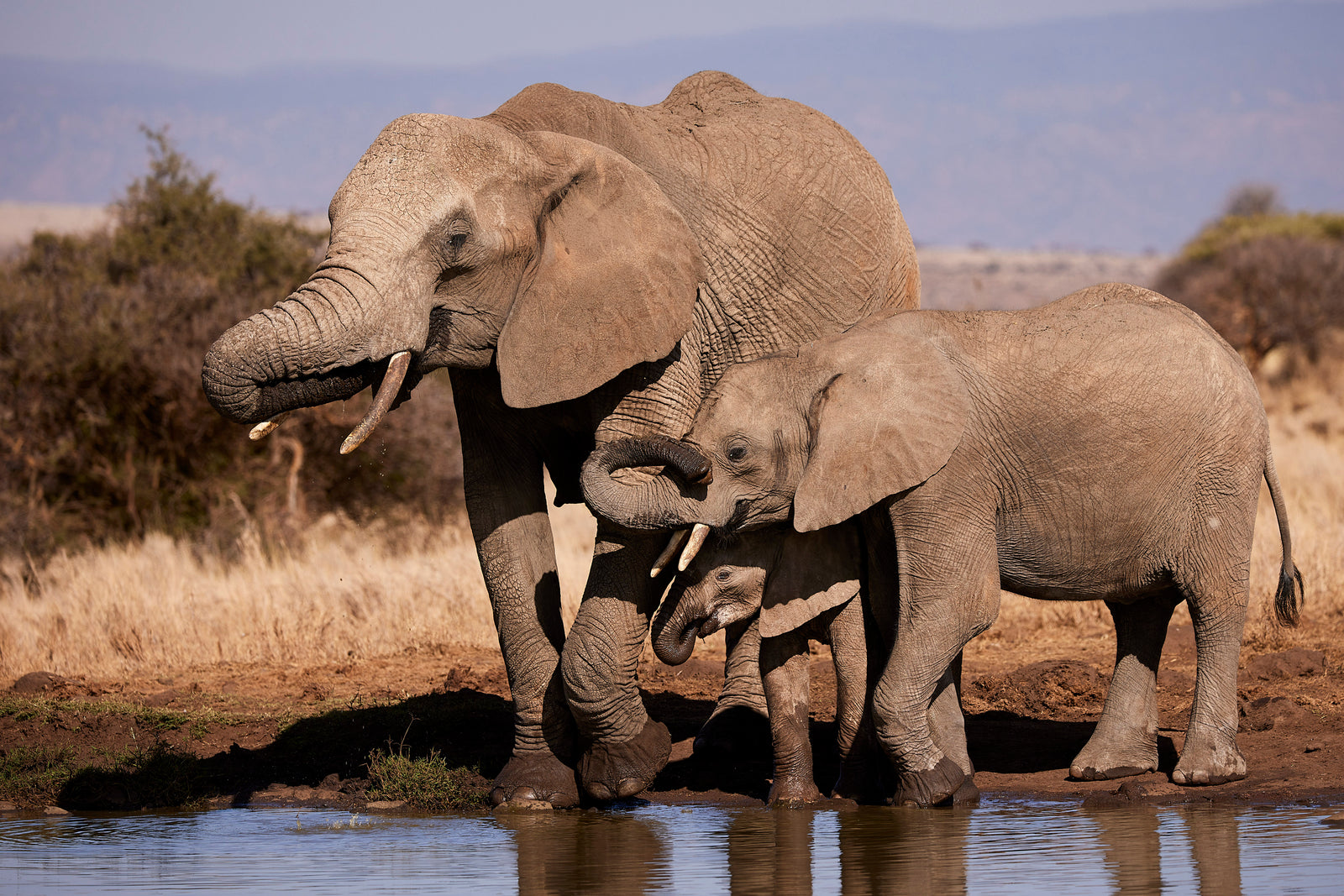 Mother and calf drinking side by side at a waterhole, reflections visible in the water