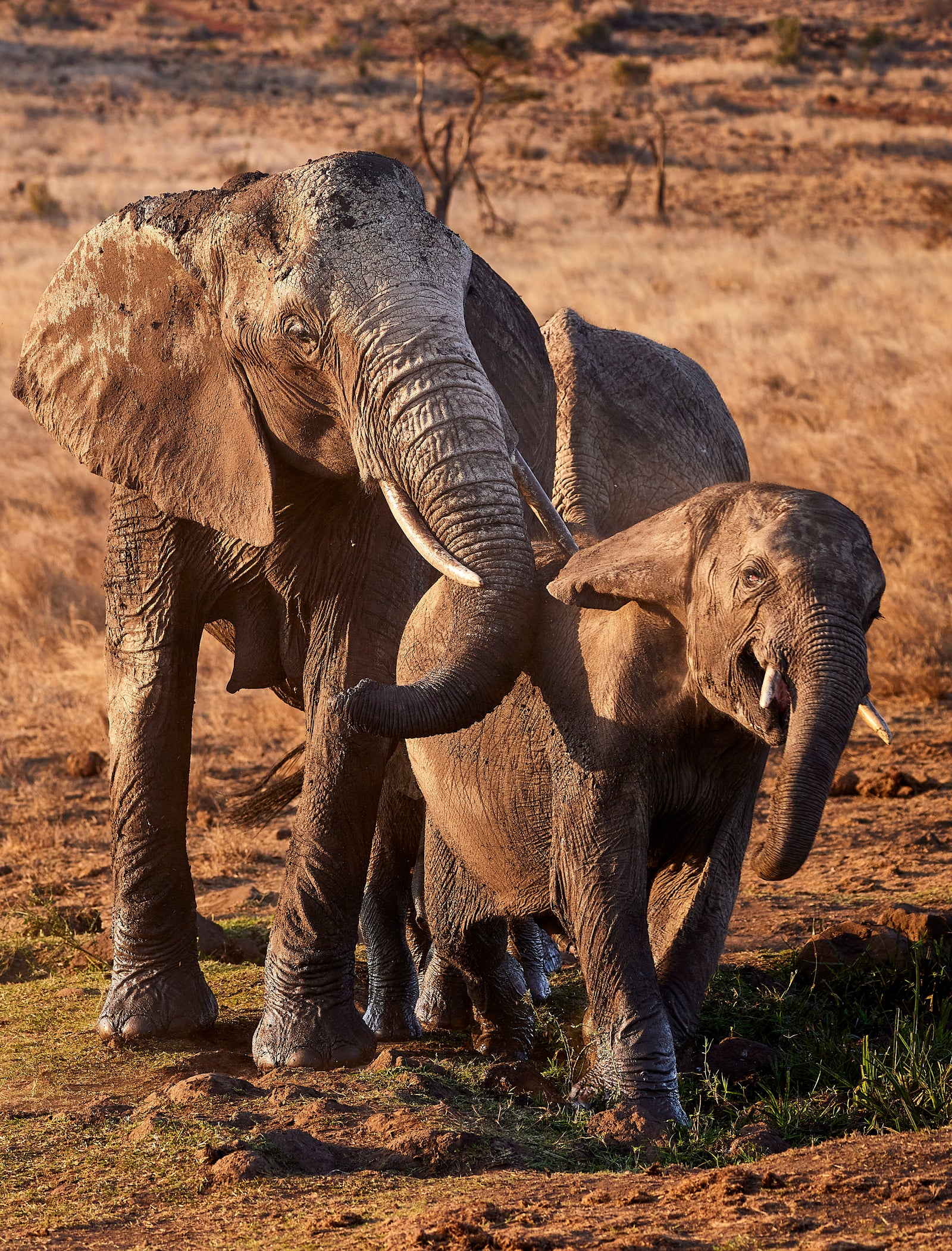 Mother elephant resting her trunk on a young calf walking beside her in warm light