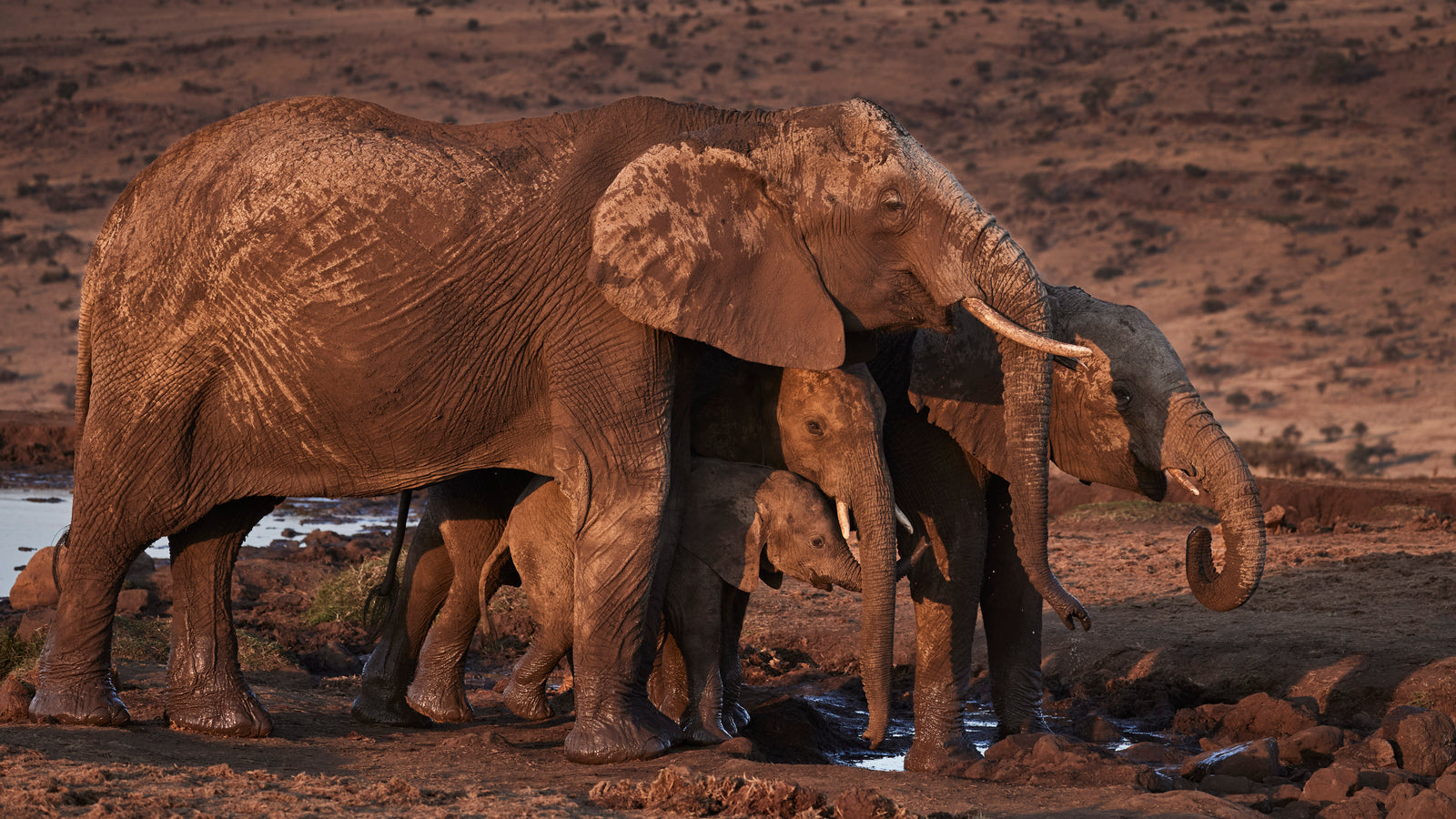 Elephant family group with two calves sheltering at a muddy waterhole at sunset