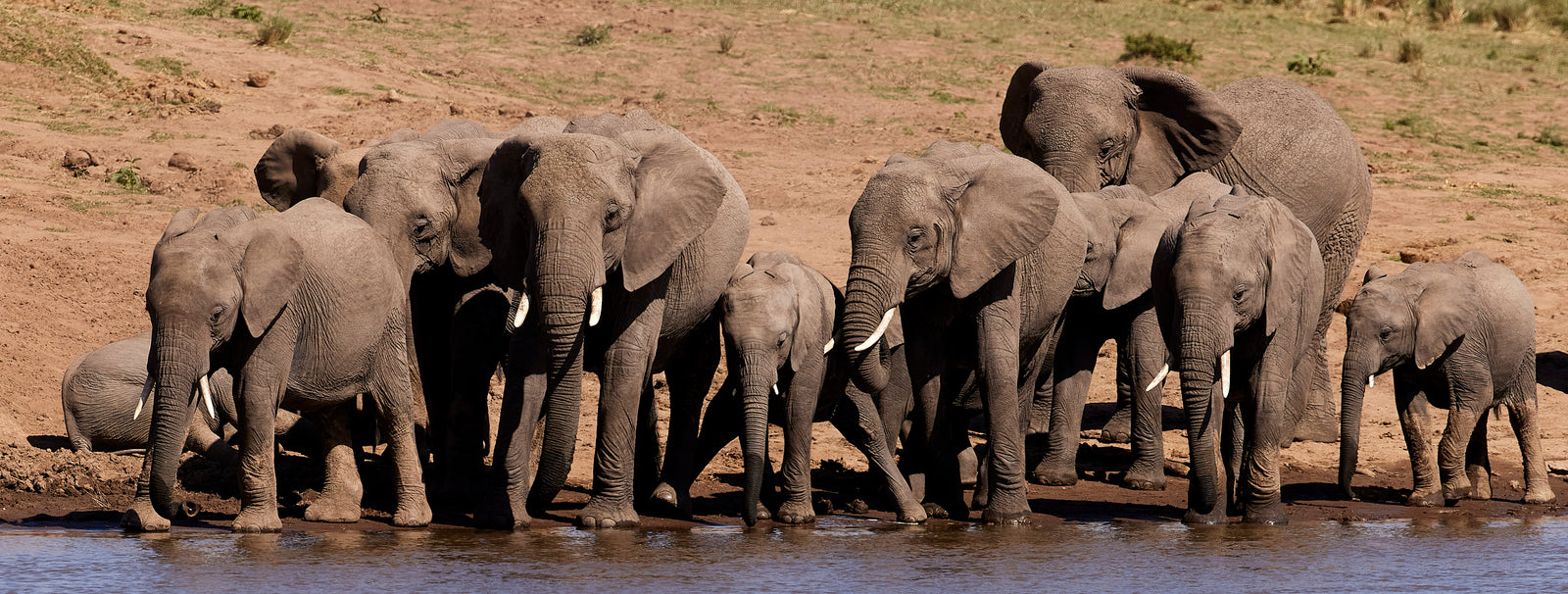 Large herd of elephants gathered at a riverbank, adults and calves together