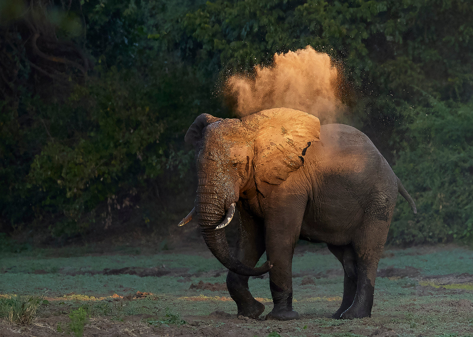 Elephant throwing a cloud of dust over its back, backlit against green woodland
