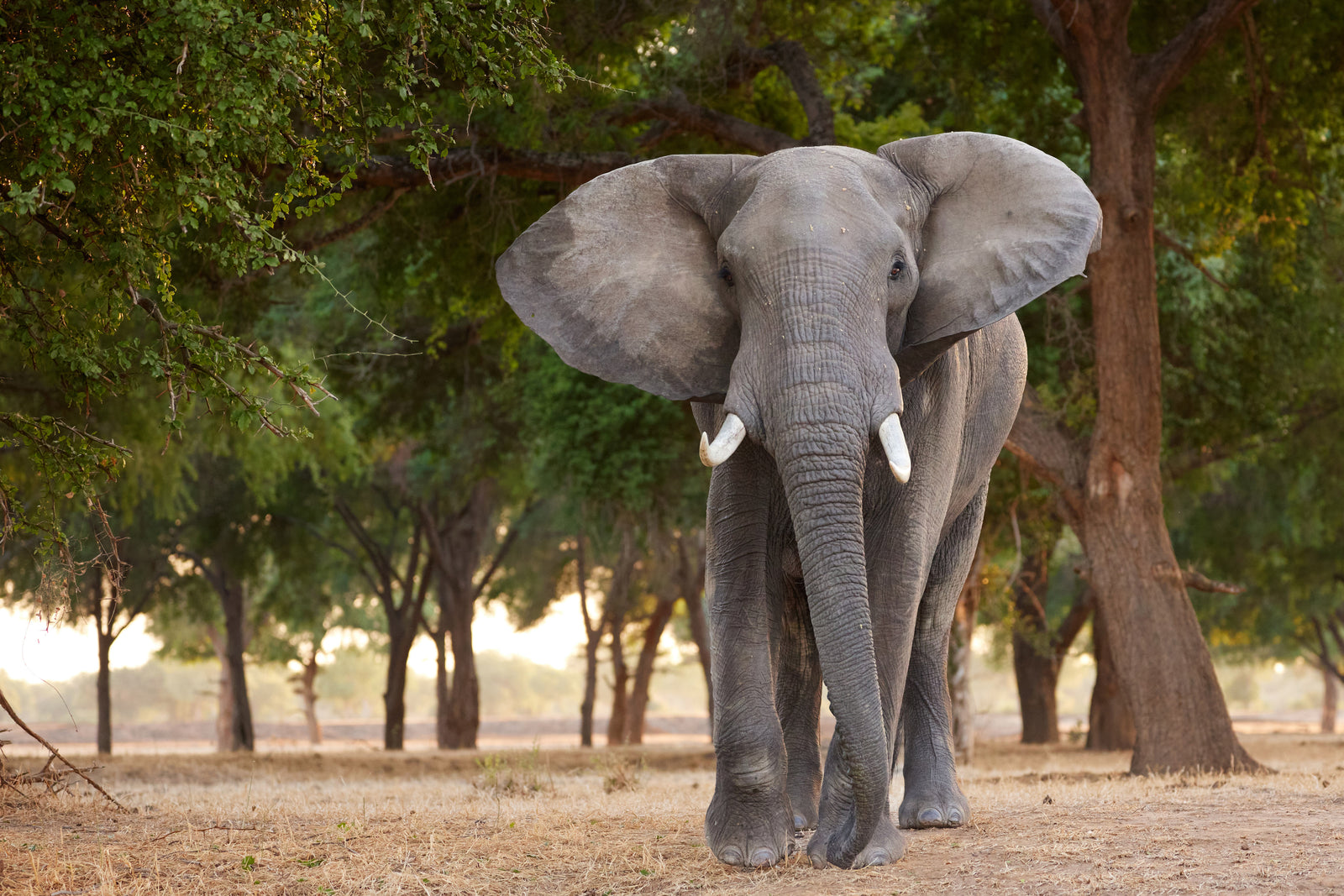 Bull elephant walking head-on through a woodland clearing, ears forward
