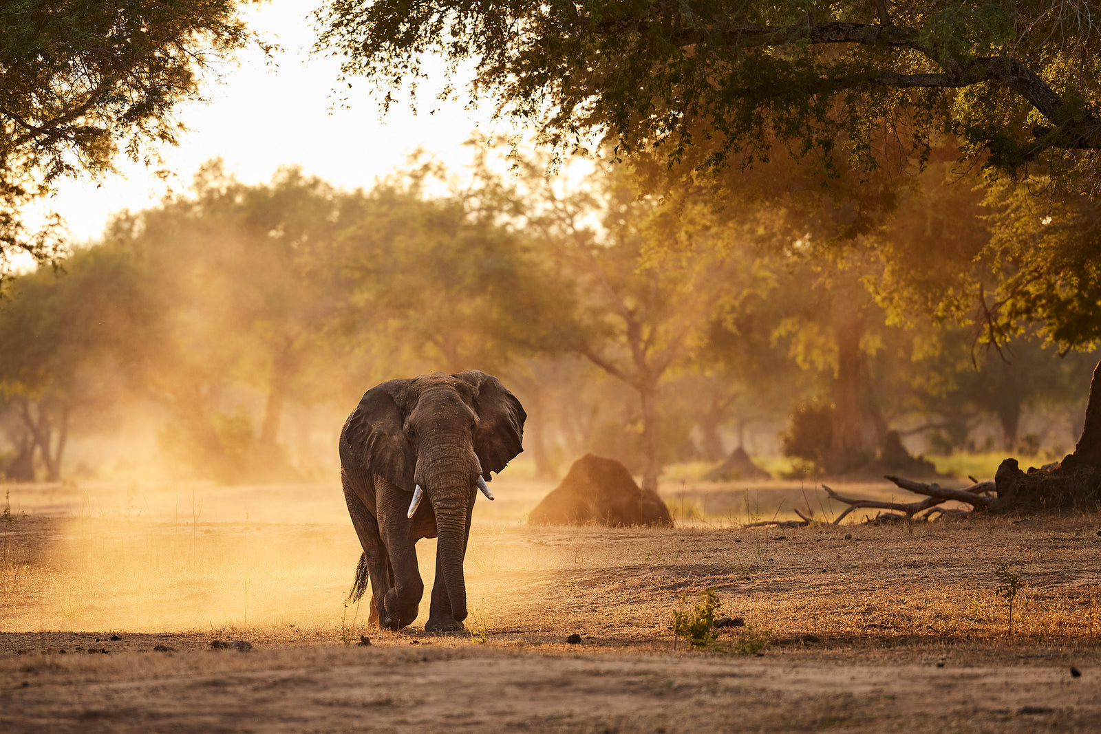 Lone elephant walking through golden dust and dappled light beneath large trees