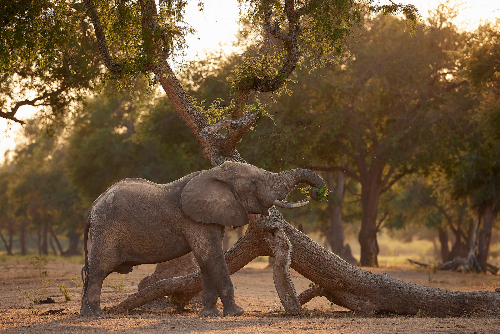 Young elephant reaching its trunk up to browse from a fallen tree in warm light