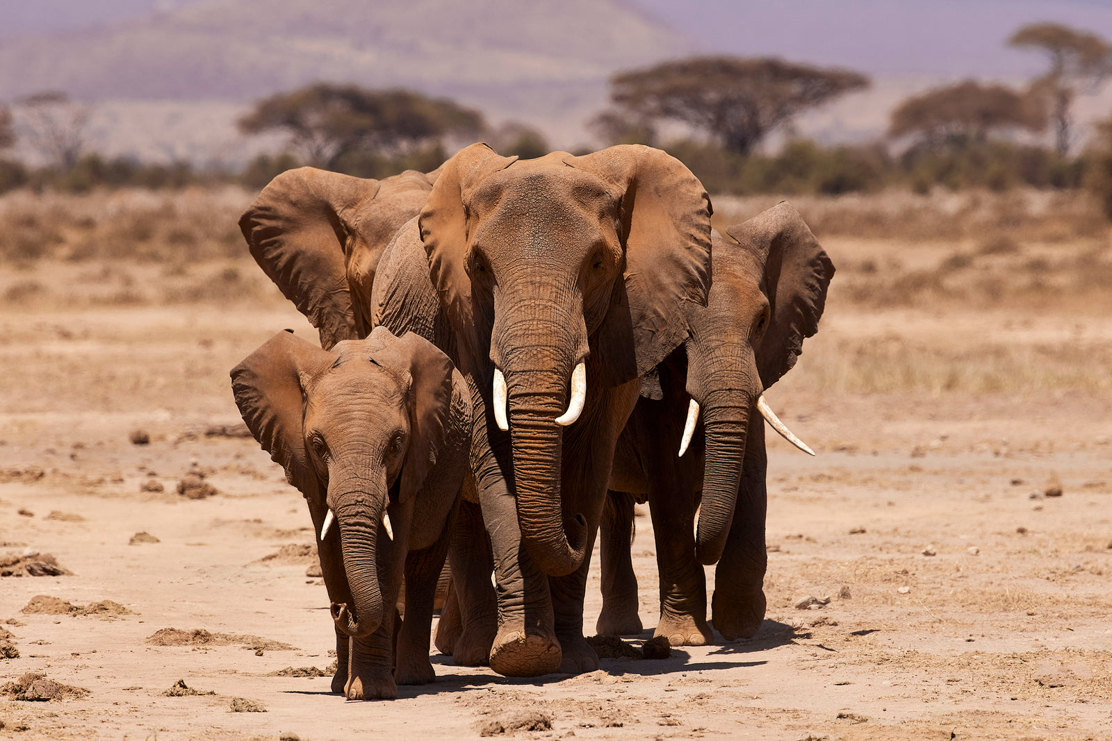 Matriarch leading a small family group head-on across dry plains with mountains behind