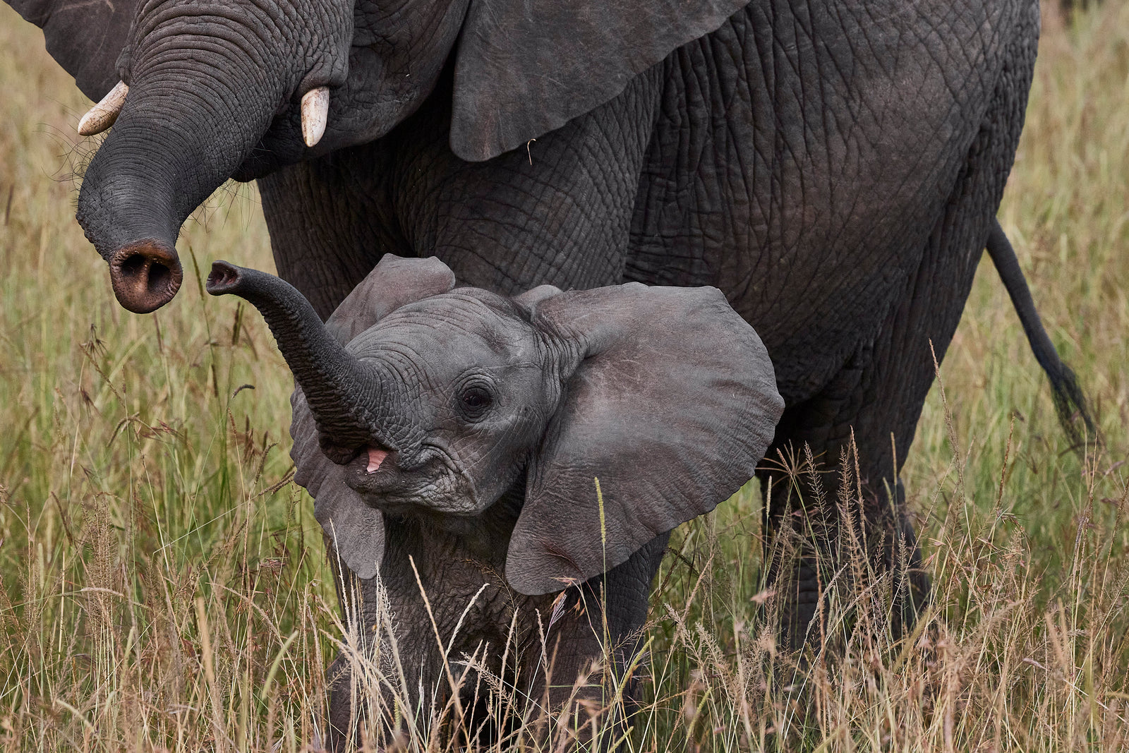 Newborn calf reaching its trunk up to its mother's face in tall grass