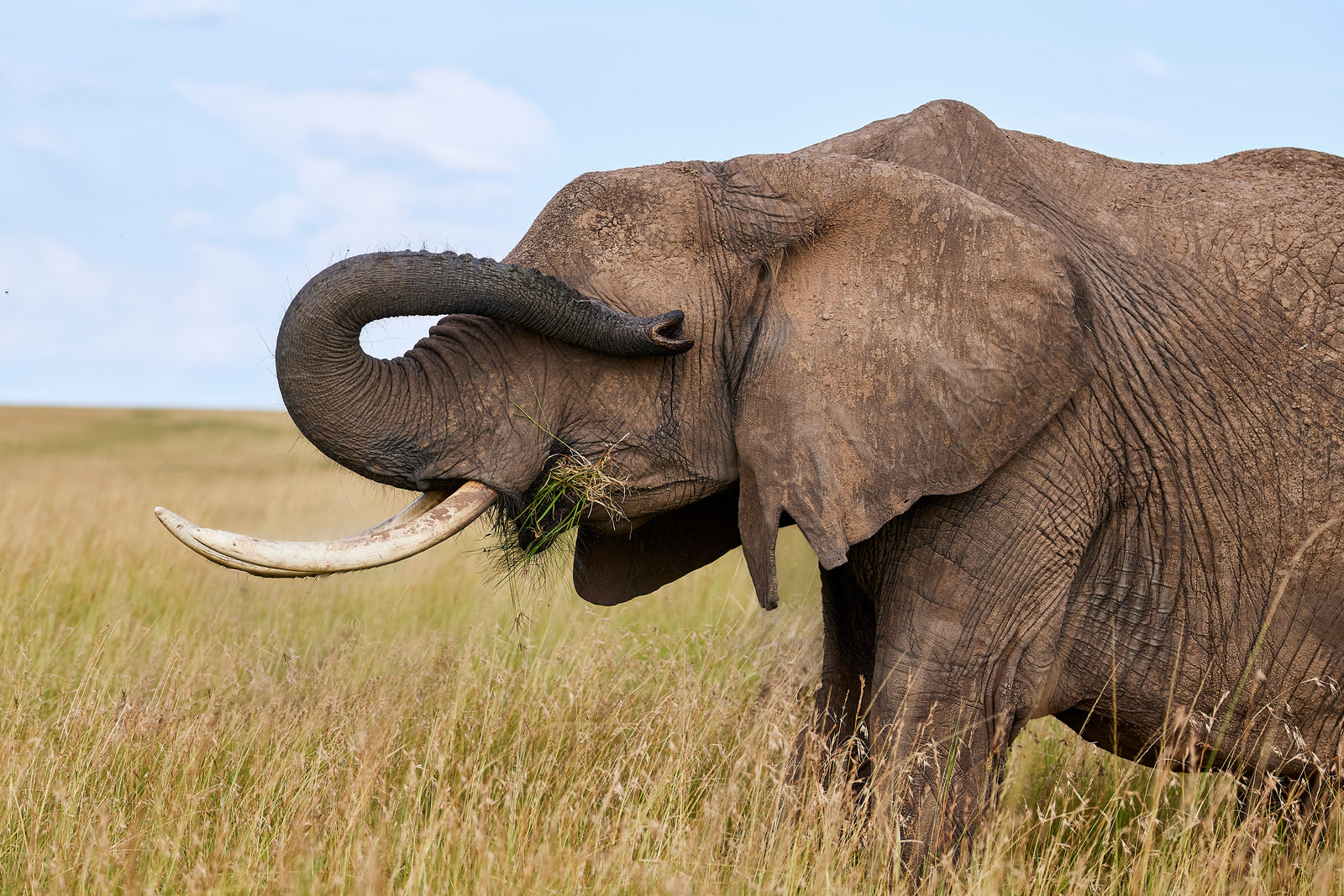 Bull elephant in profile feeding on grass, large tusks visible against blue sky