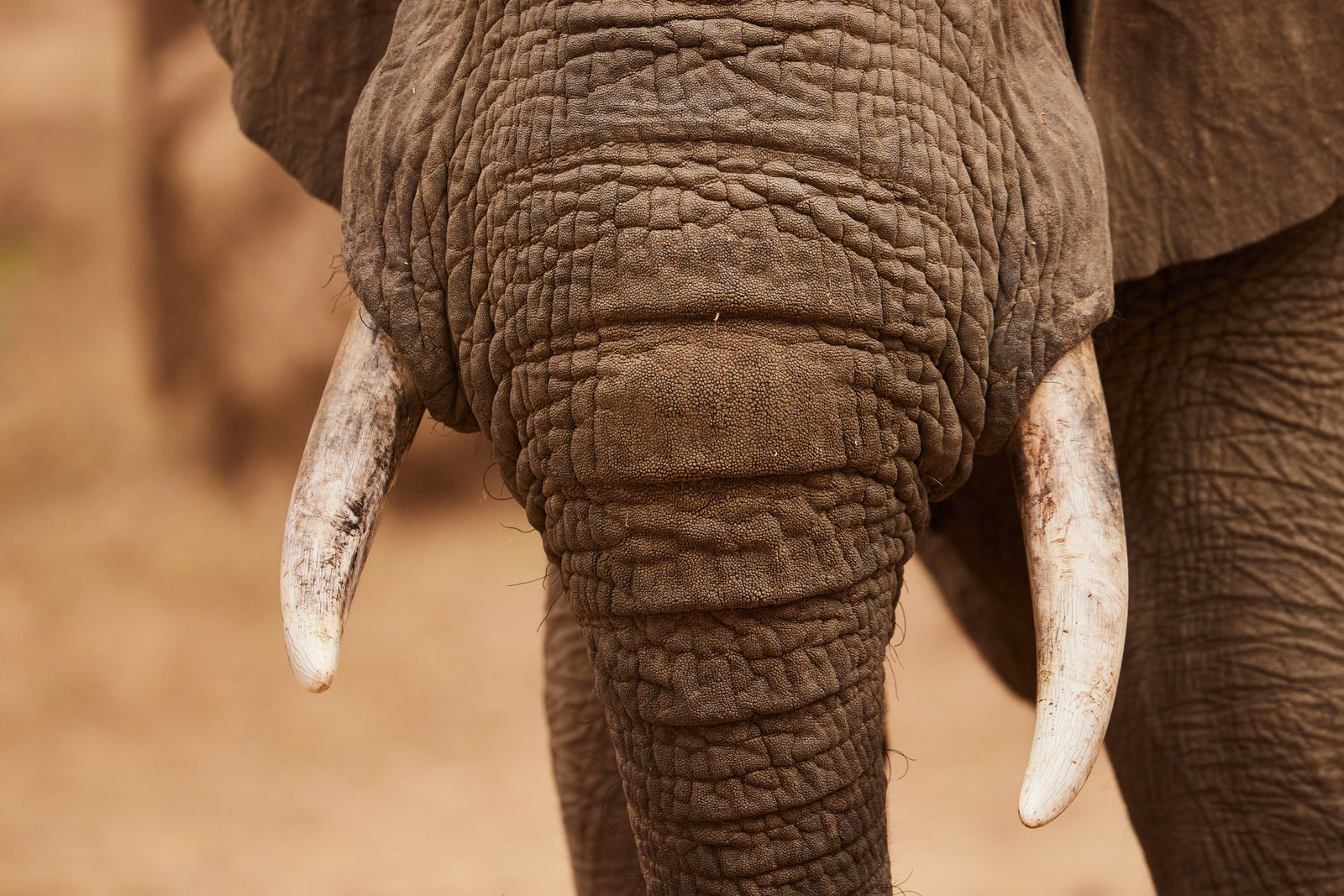 Close-up of an elephant's forehead and tusks from directly in front