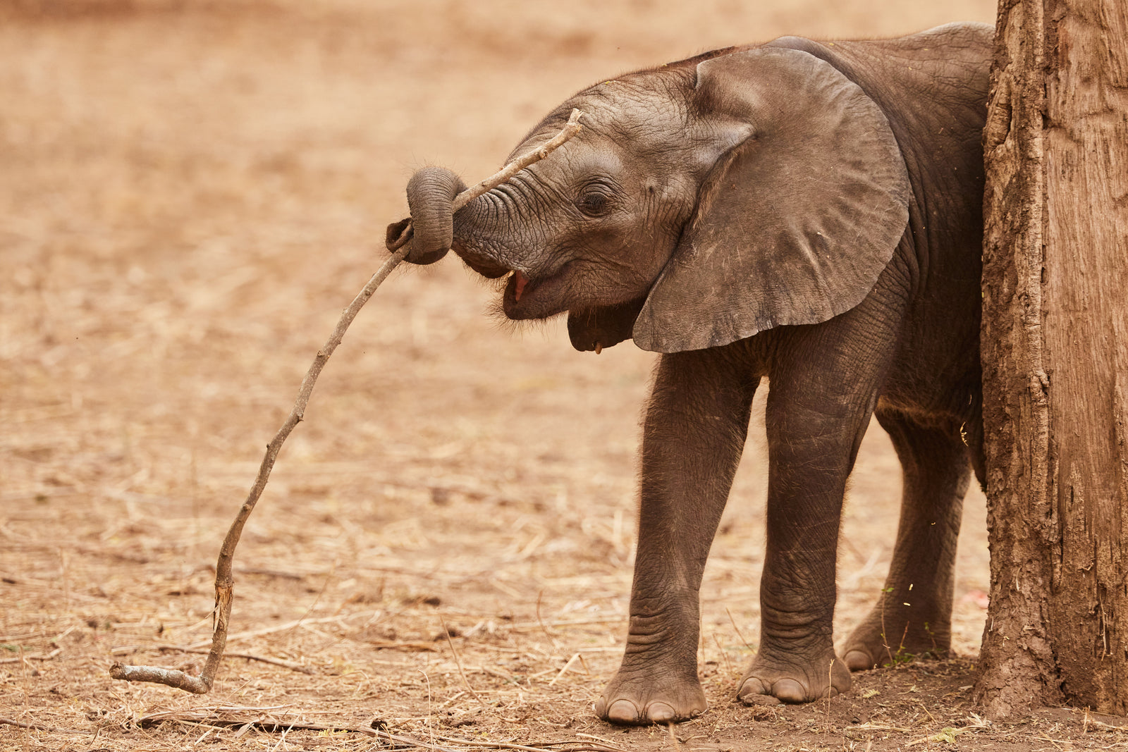 Young calf holding a stick with its trunk, standing beside a tree