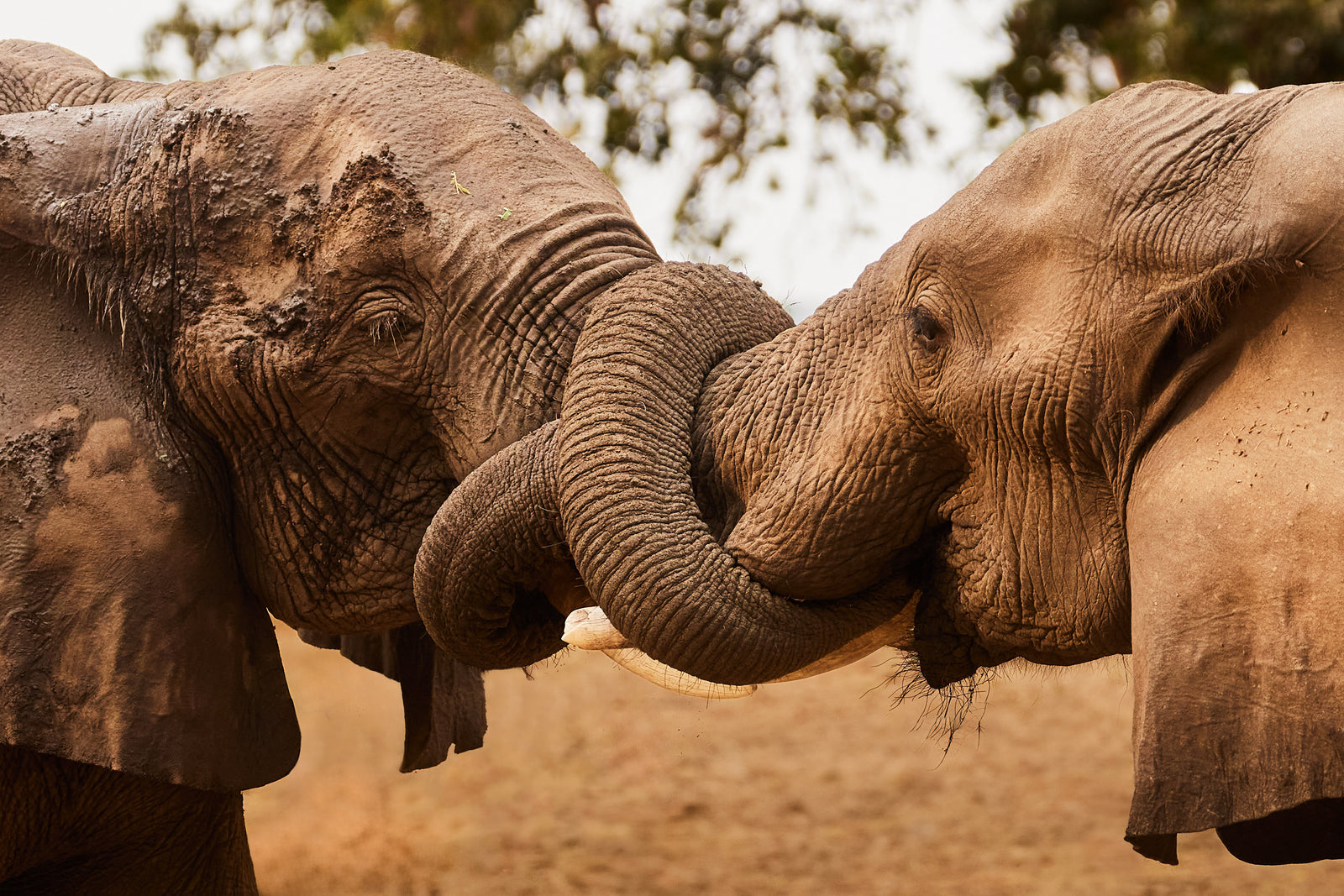 Two elephants greeting each other, trunks intertwined face to face